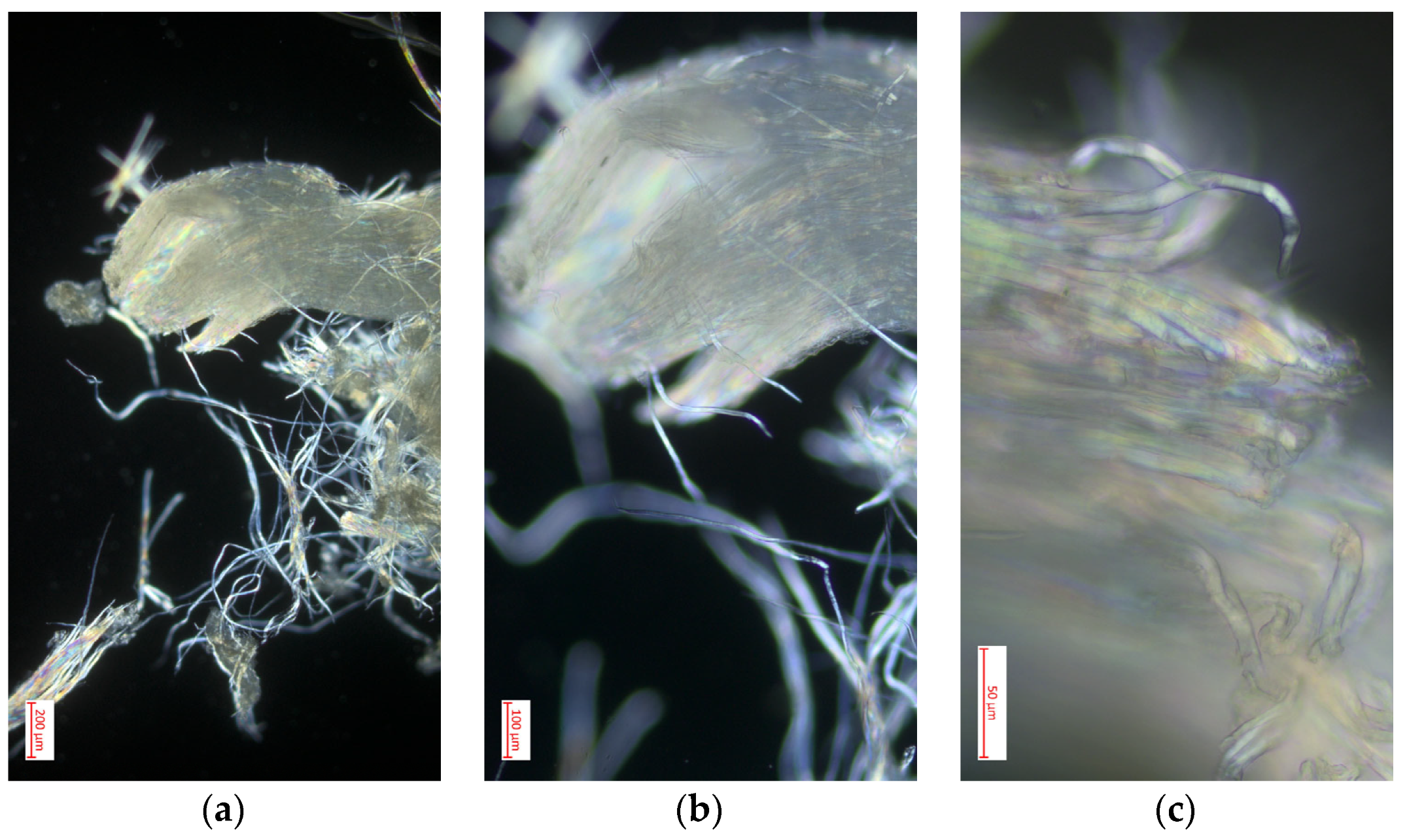 Polymers 16 02713 g008