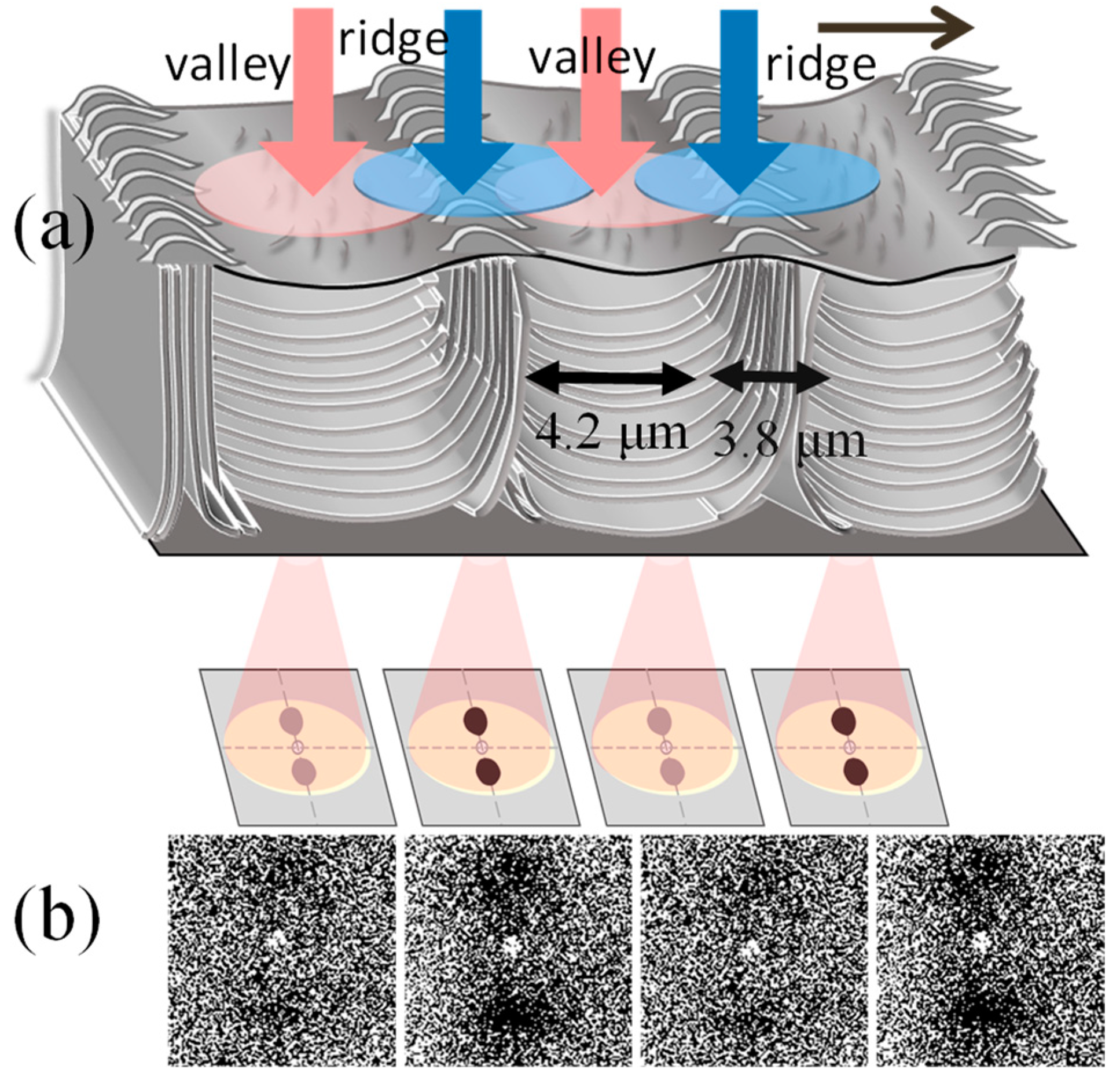 Polymers 16 02736 g009
