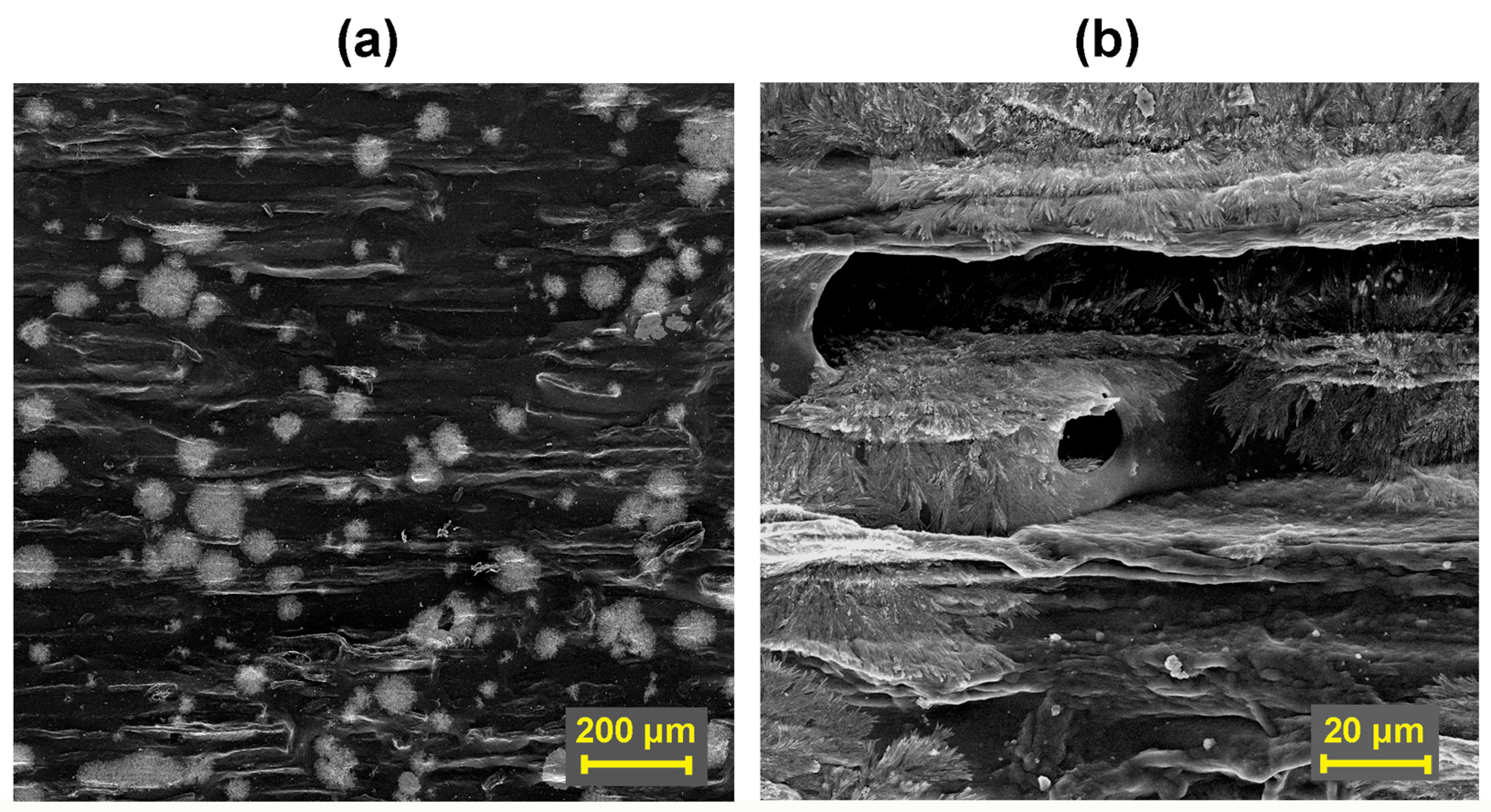 Polymers 16 02832 g009