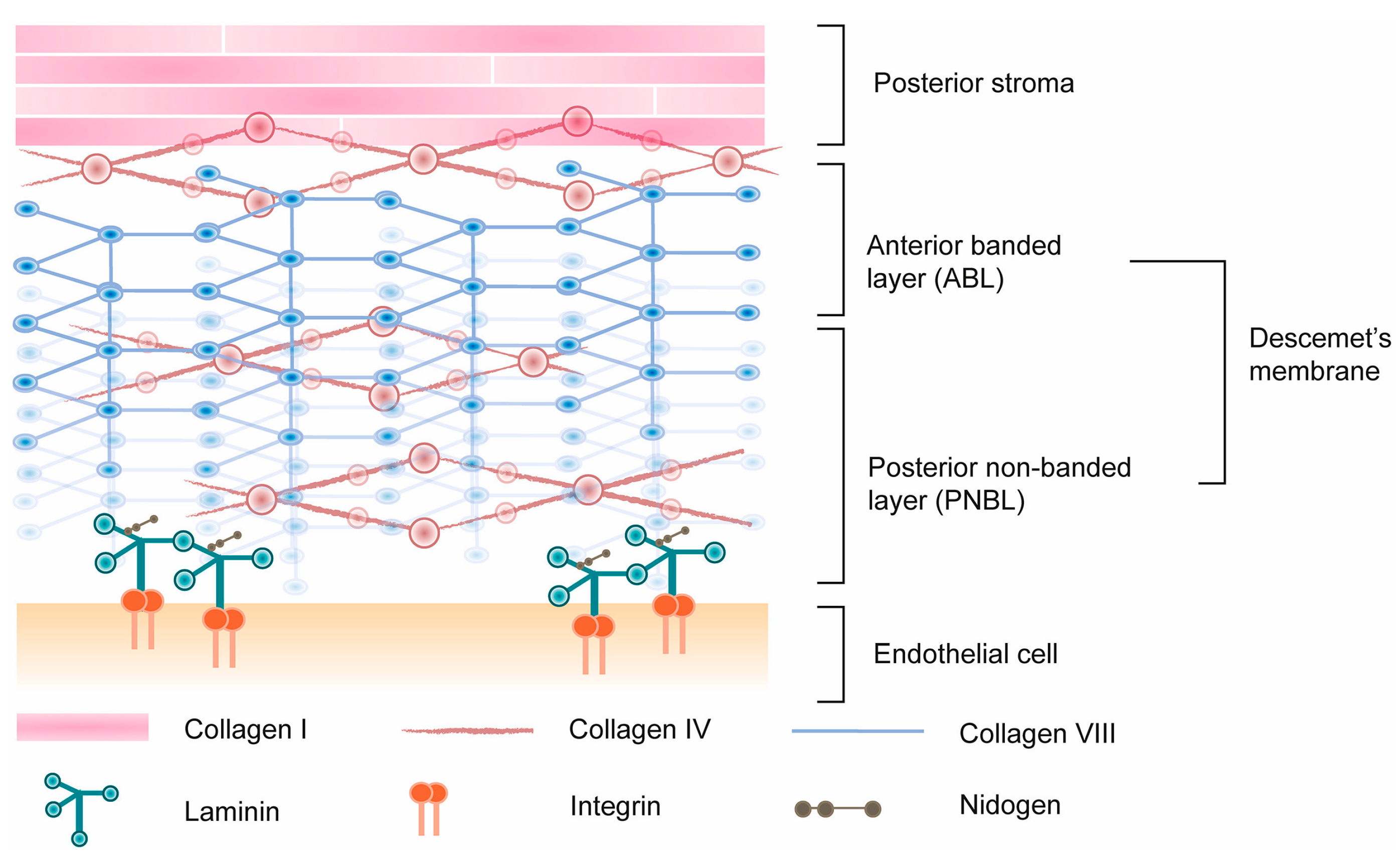 Polymers 16 02882 g004