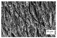 Polymers 16 02917 i005