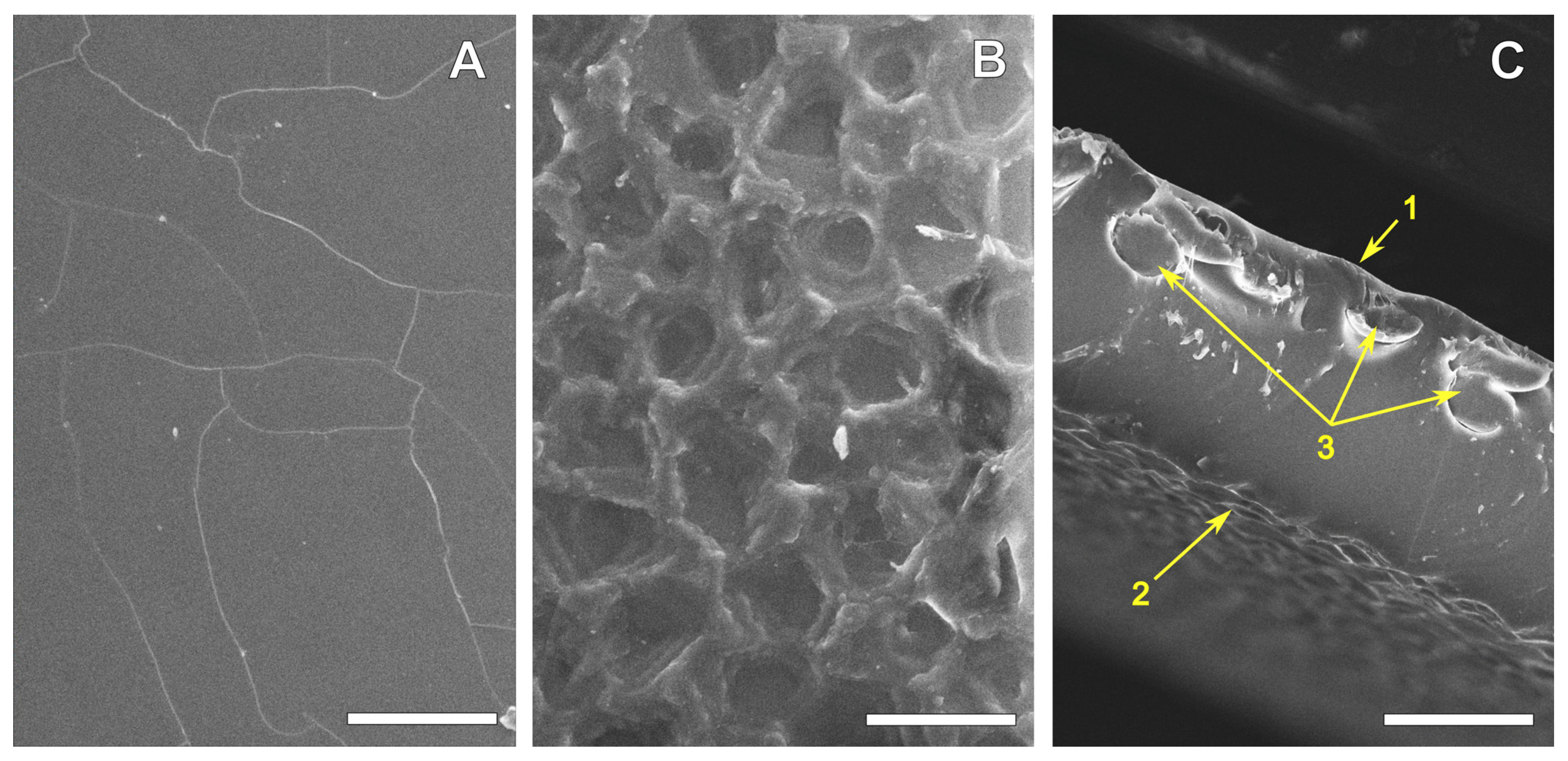 Polymers 16 03373 g001