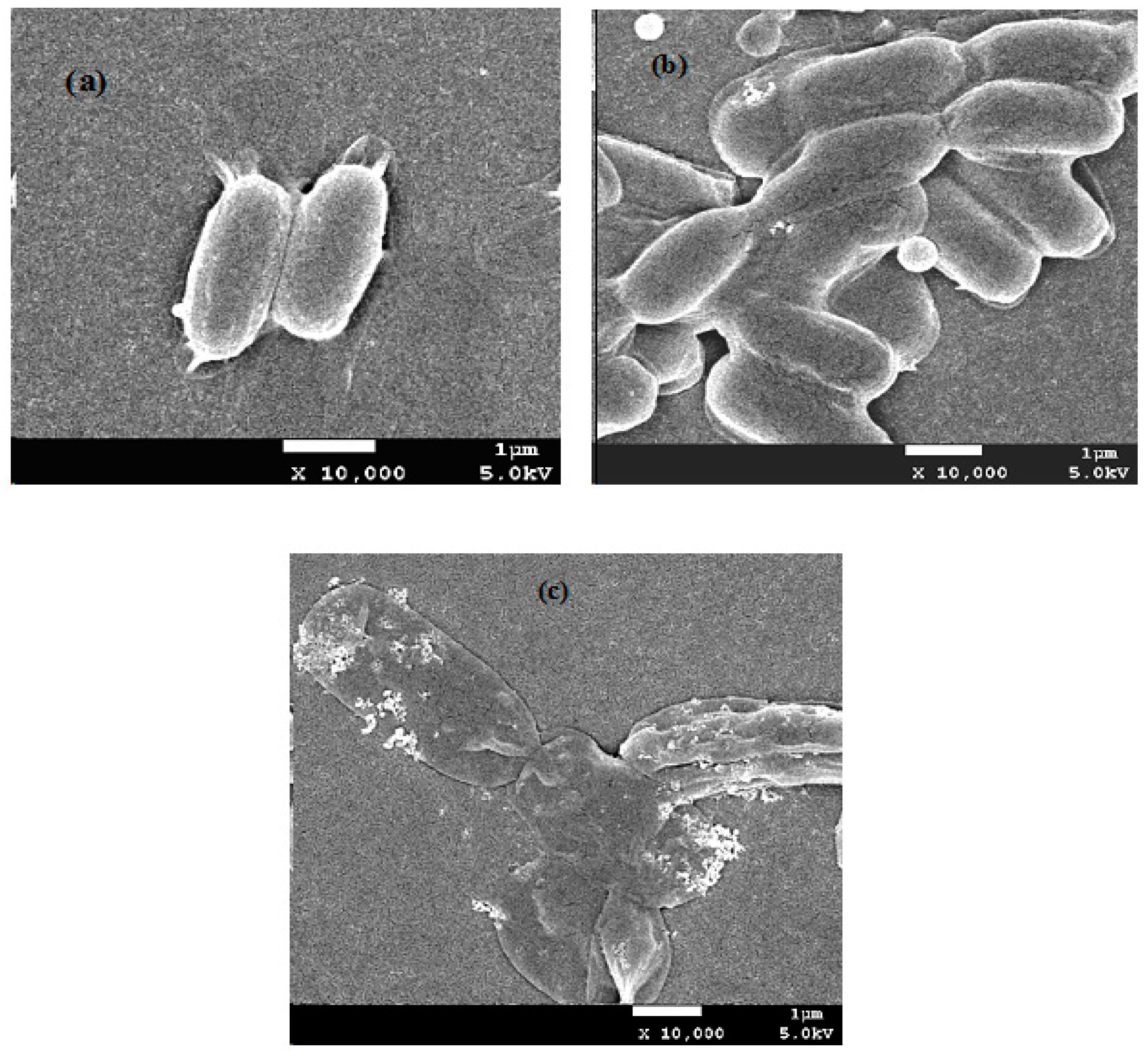 Polymers 16 03481 g008