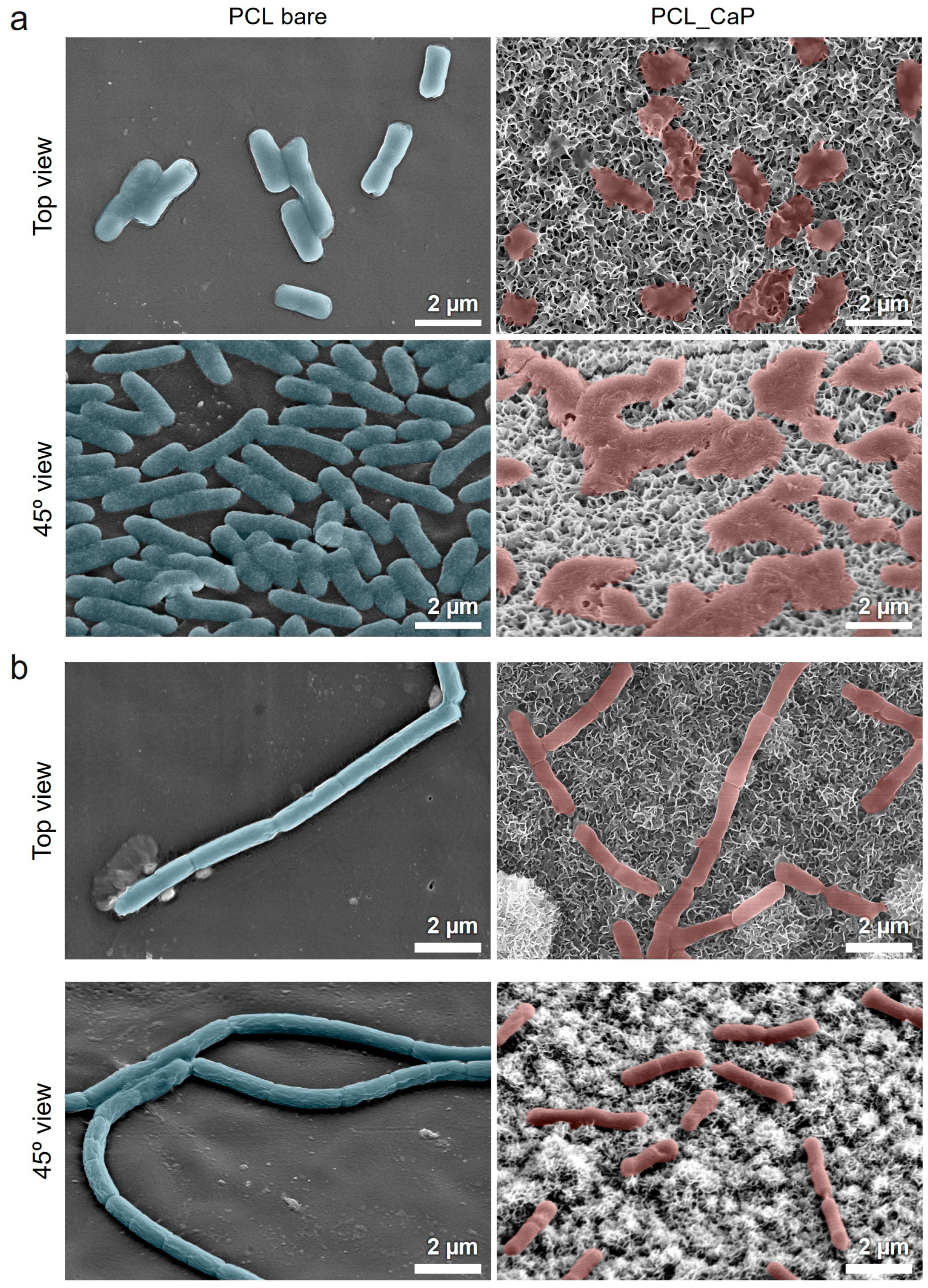 Polymers 17 00200 g004