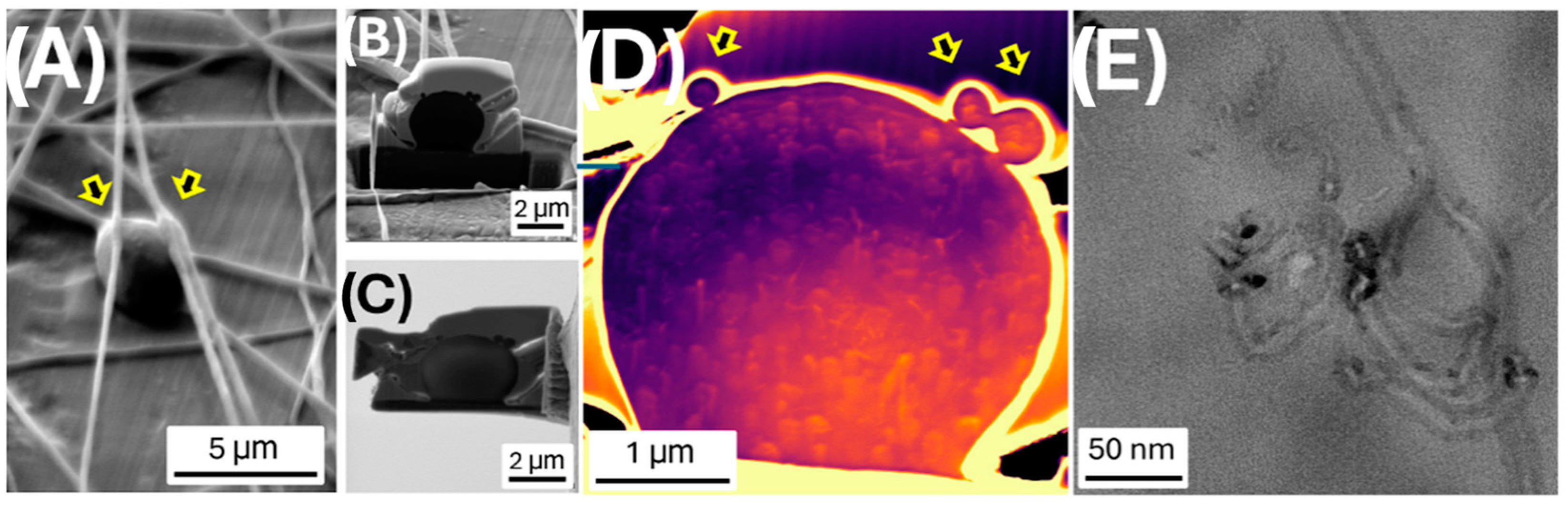 Polymers 17 00326 g004