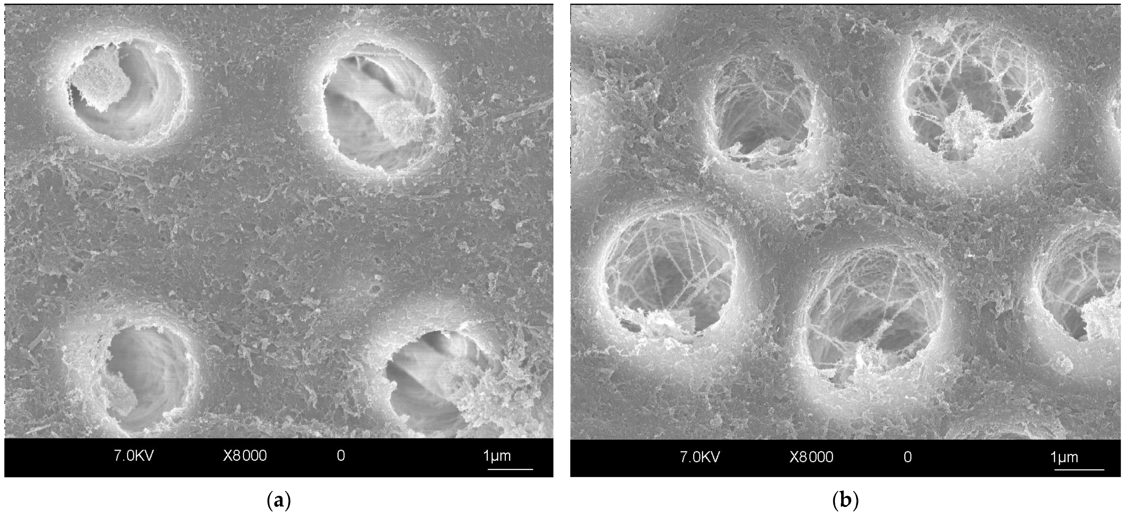 Polymers 17 00566 g003 Polymers 17 00566 g003