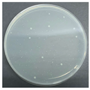 Polymers 17 00905 i009