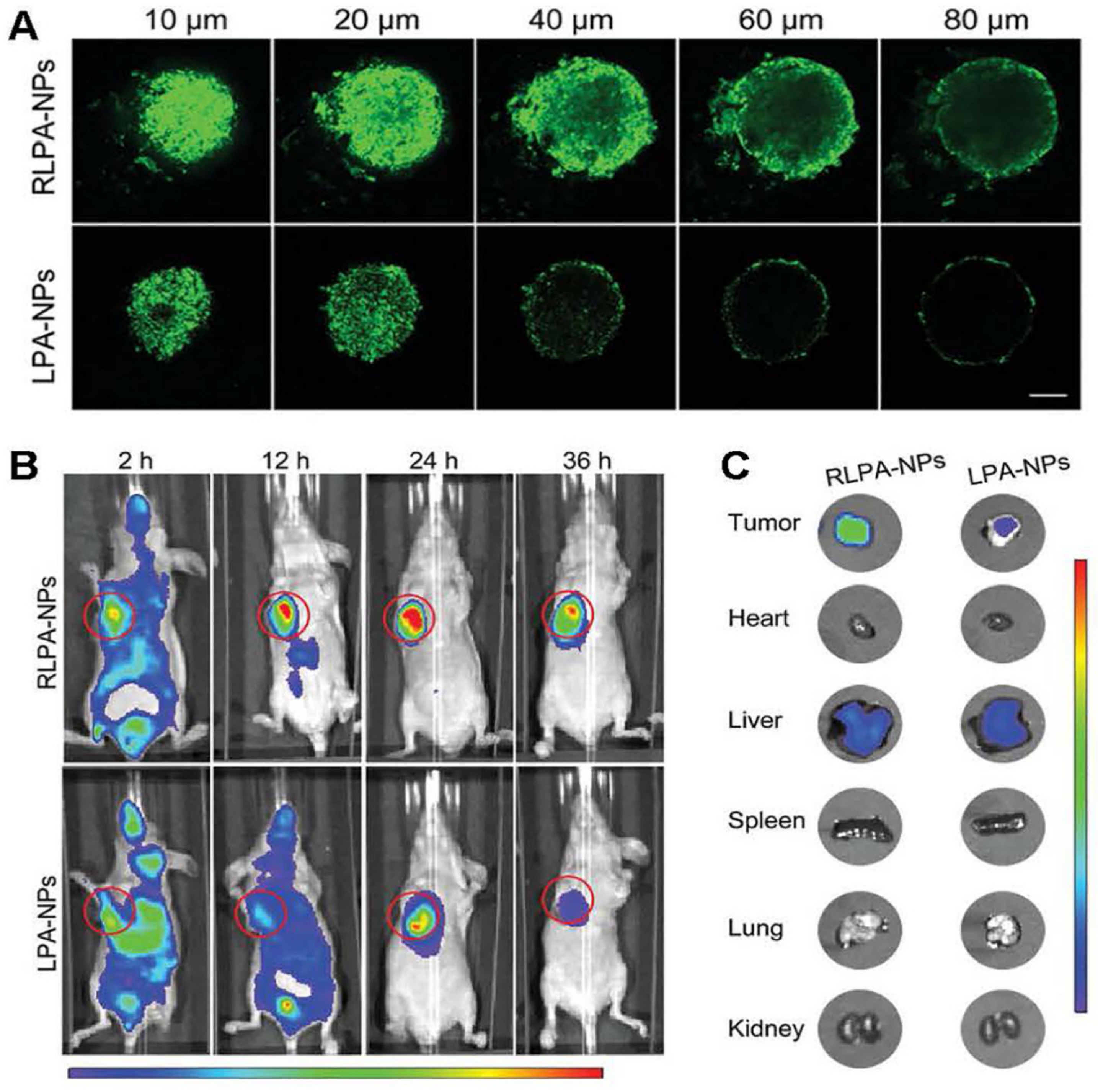 Polymers 17 01010 g011