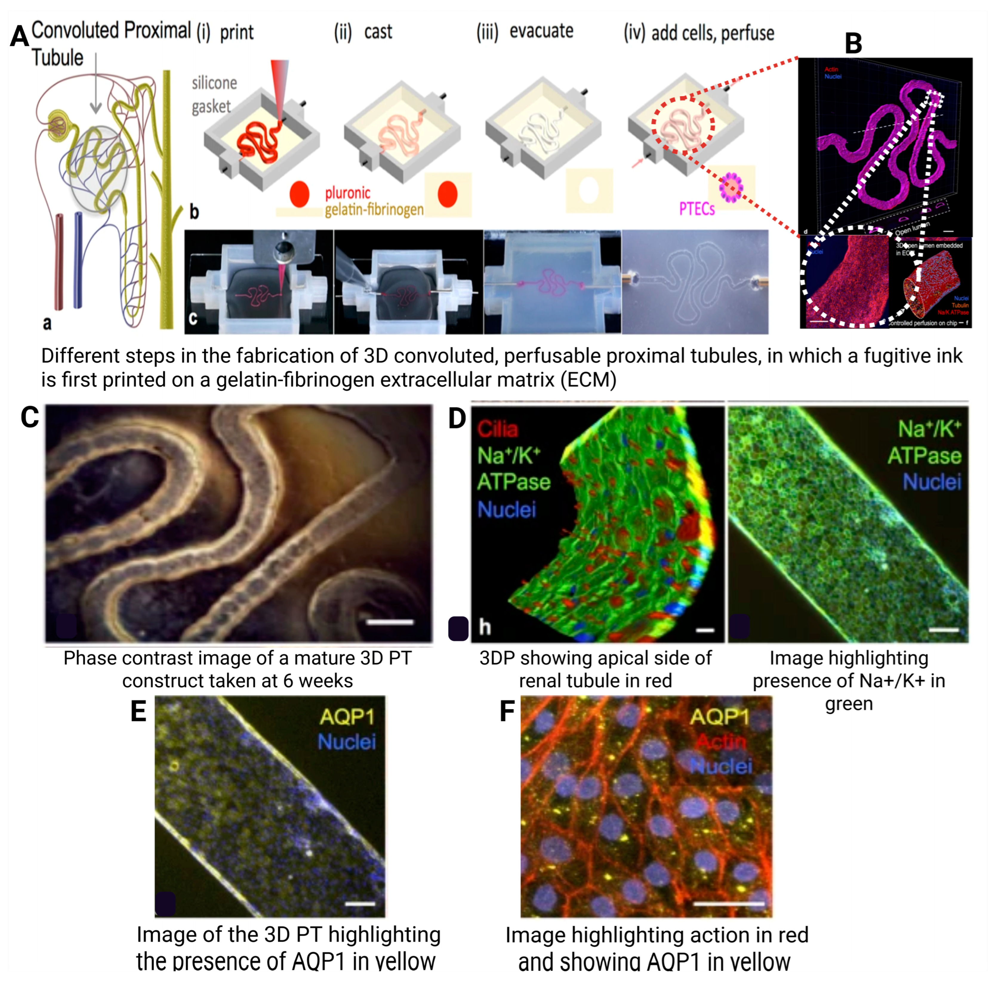Polymers 17 01090 g011