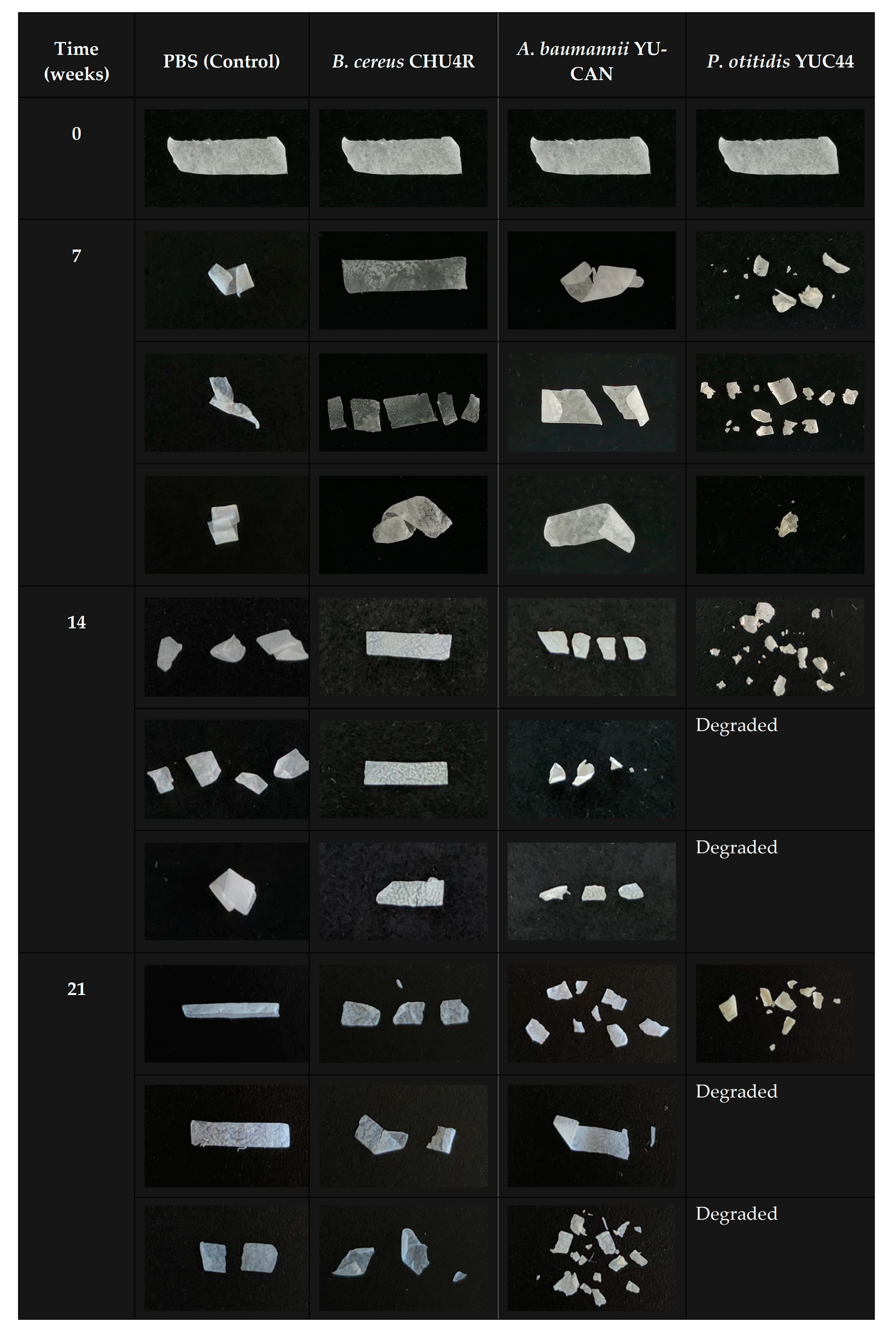 Polymers 17 01128 g004