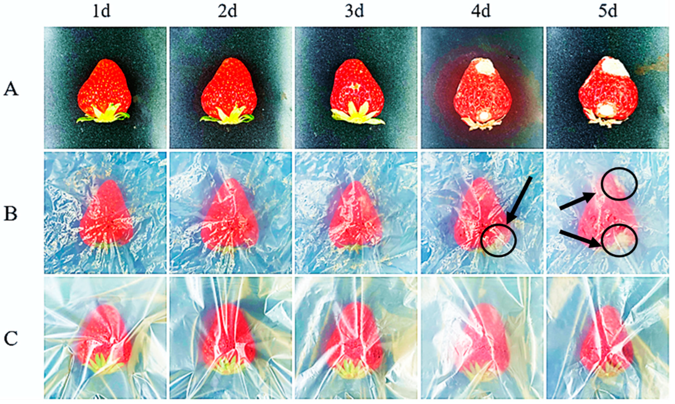 Polymers 17 01144 g007