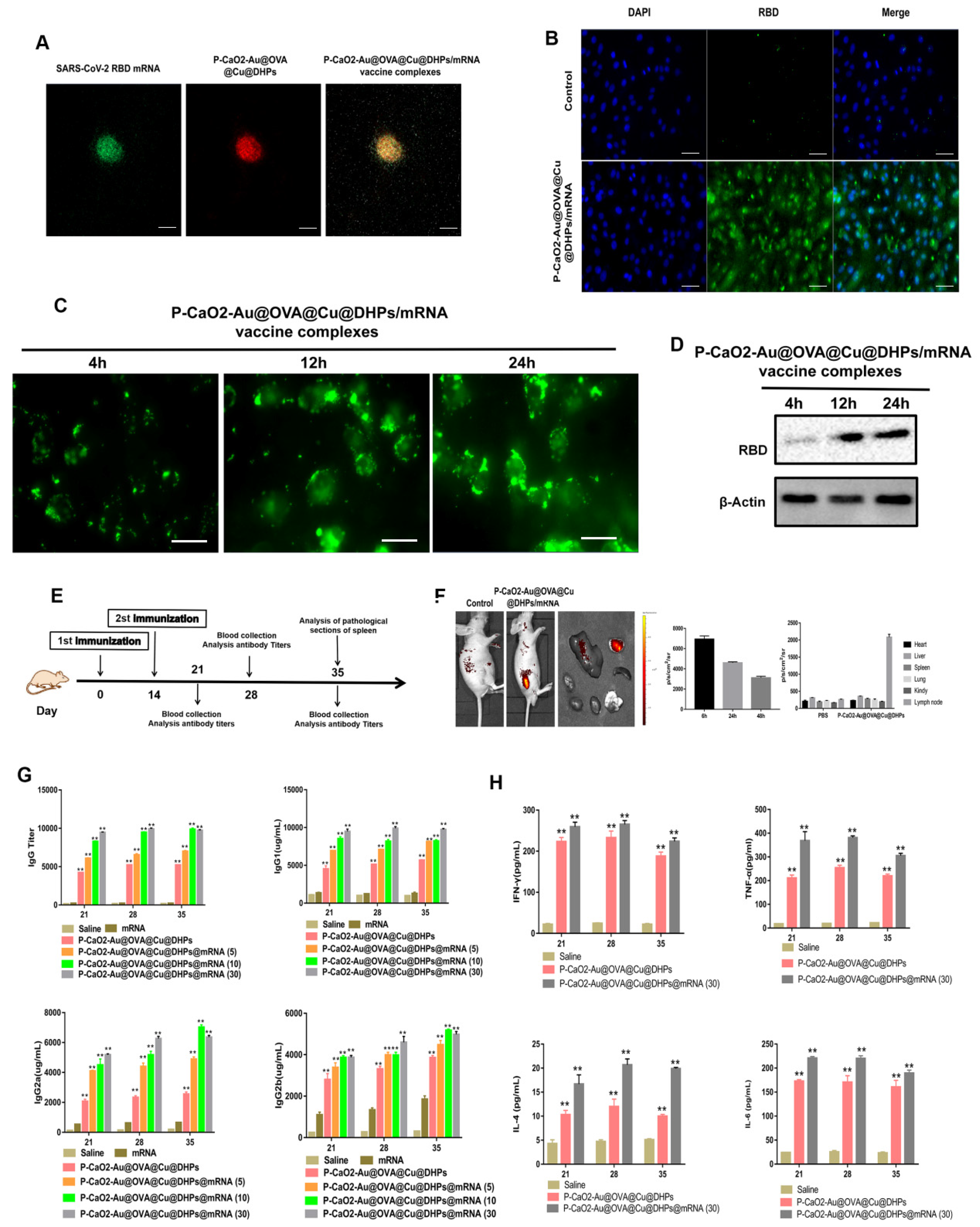 Polymers 17 02636 g007 Polymers 17 02636 g007