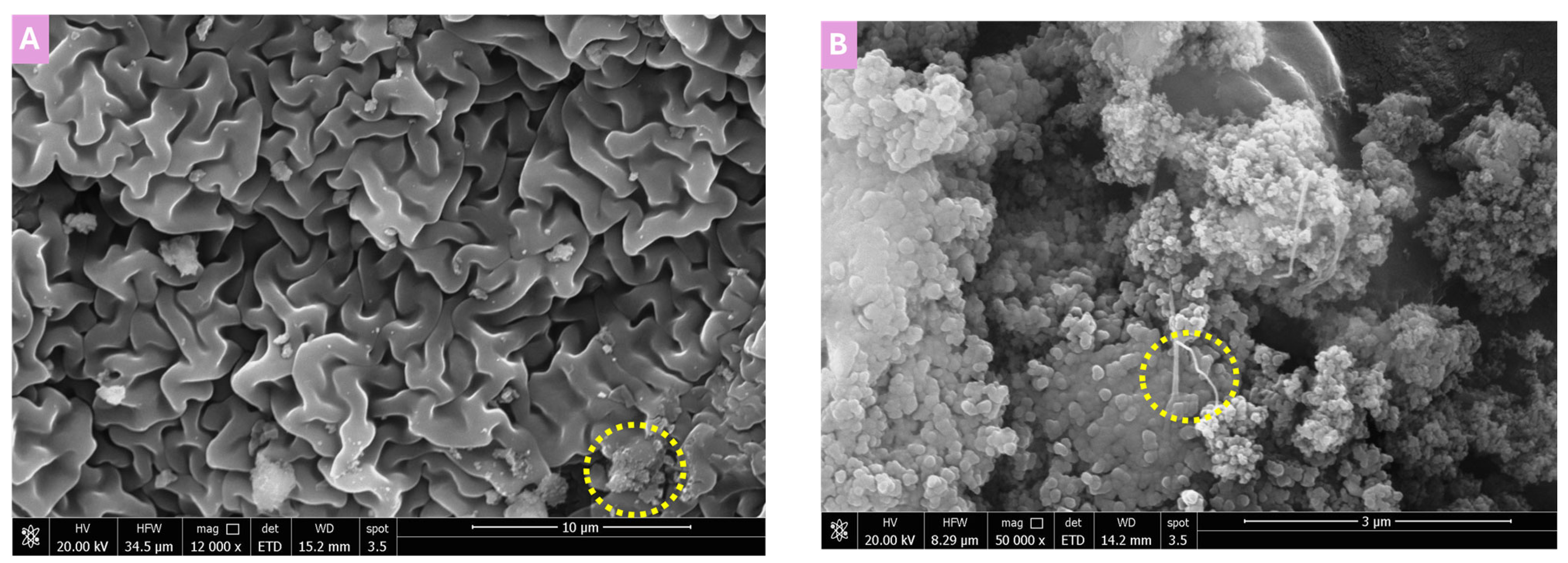 Polymers 17 02818 g003a Polymers 17 02818 g003a
