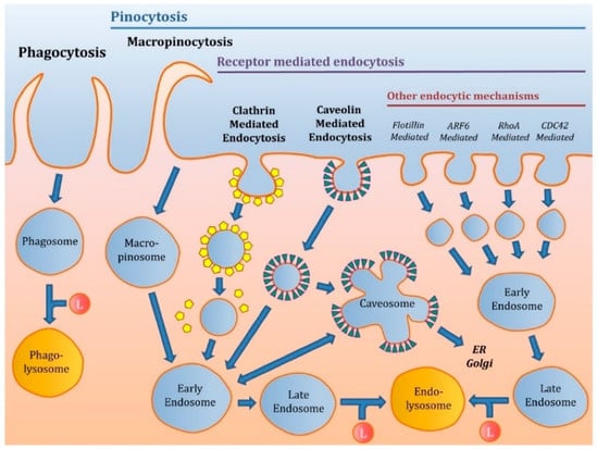 Polysaccharides | Free Full-Text | Polysaccharide-Based Nanoparticles ...