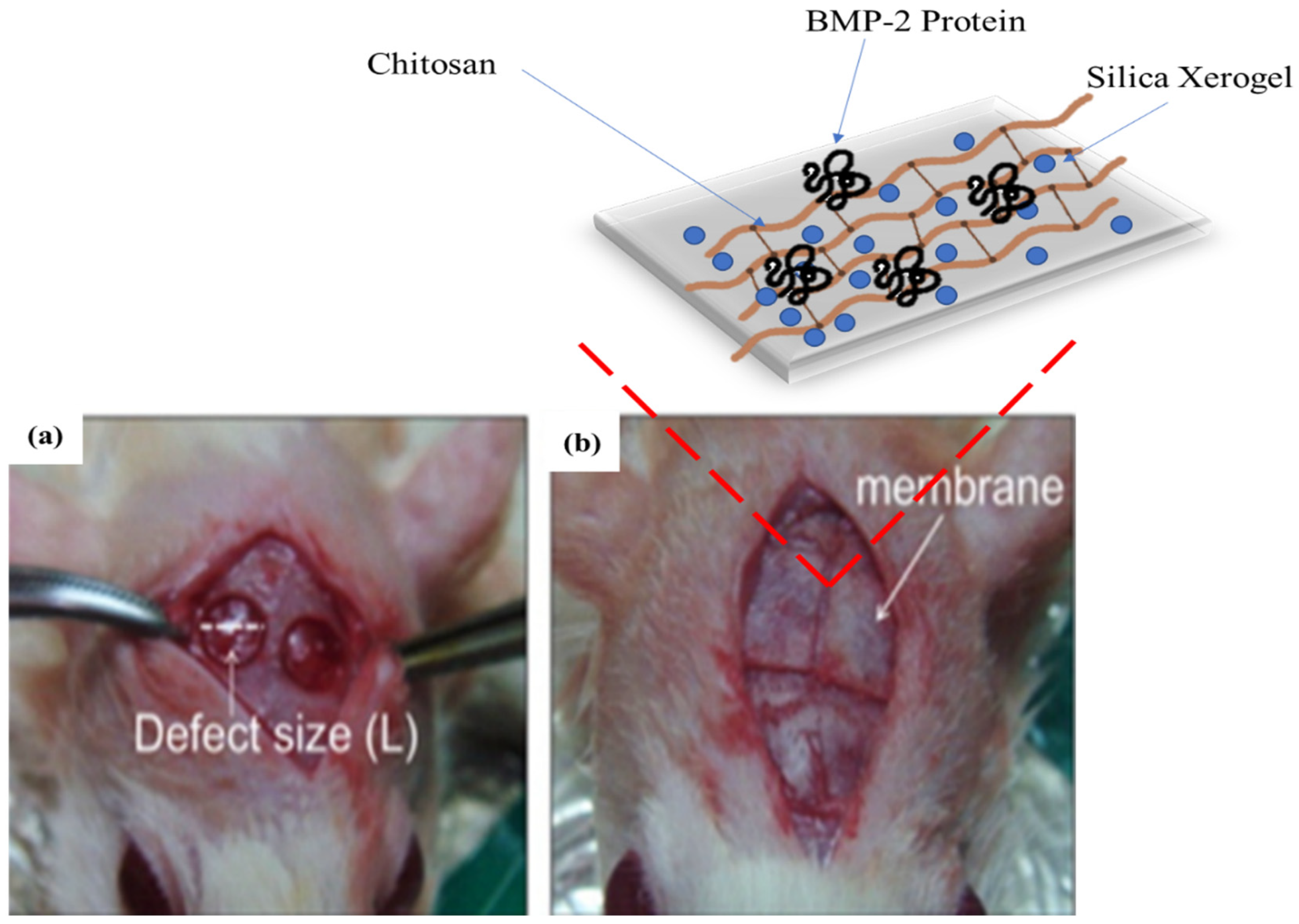 Polysaccharides 03 00037 g010