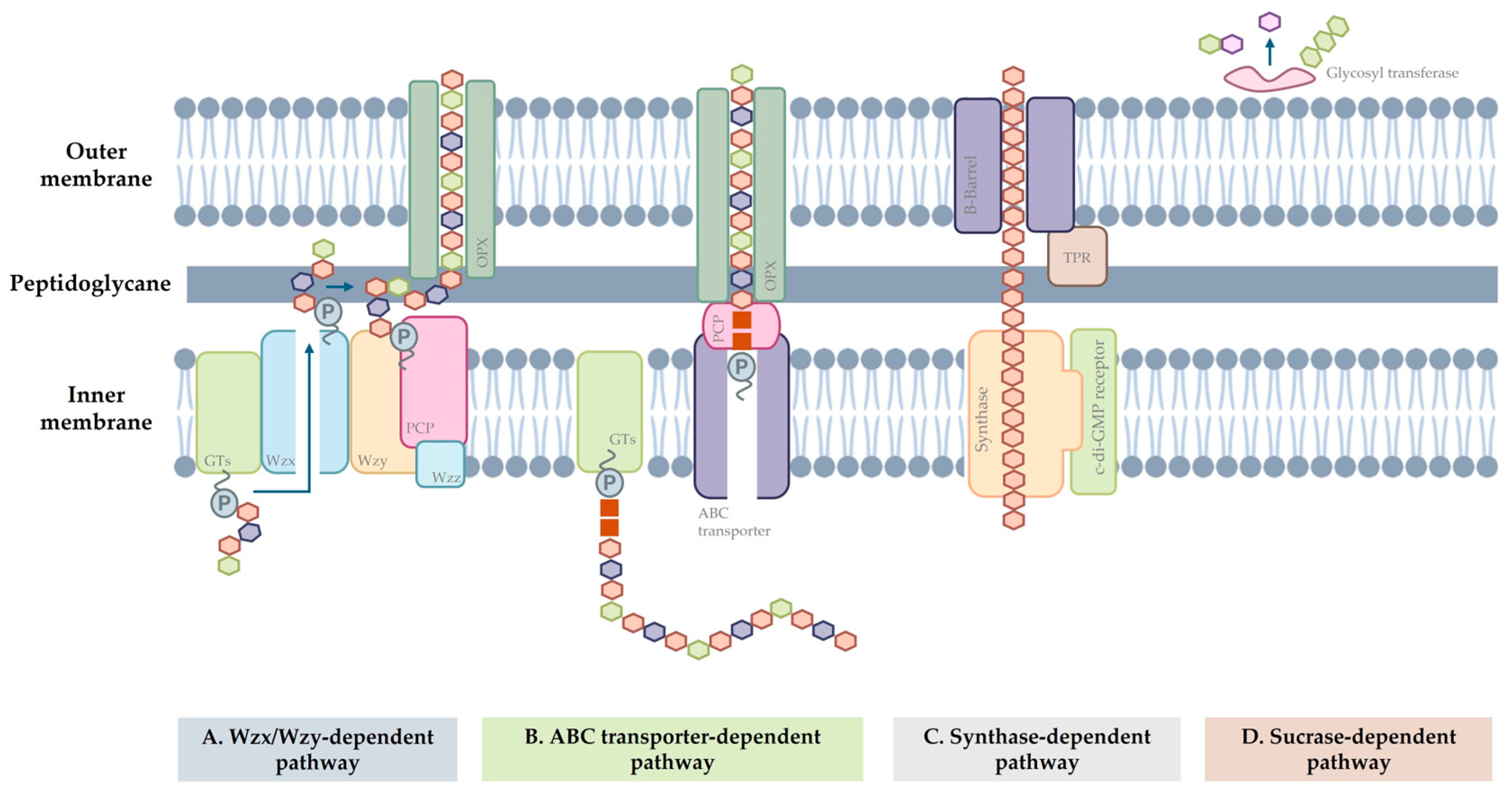 Polysaccharides 05 00018 g007