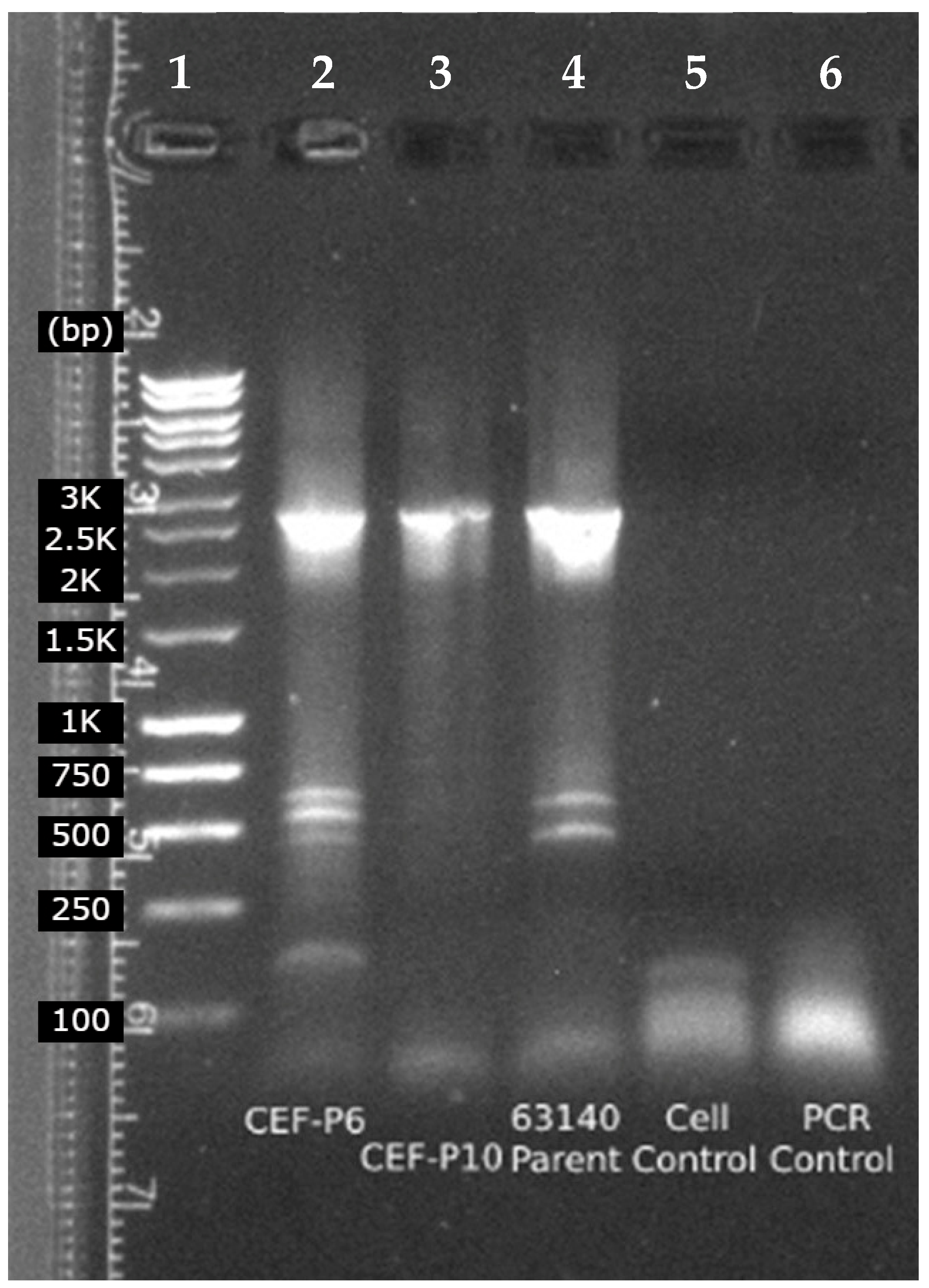 Poultry 02 00038 g003 Poultry 02 00038 g003