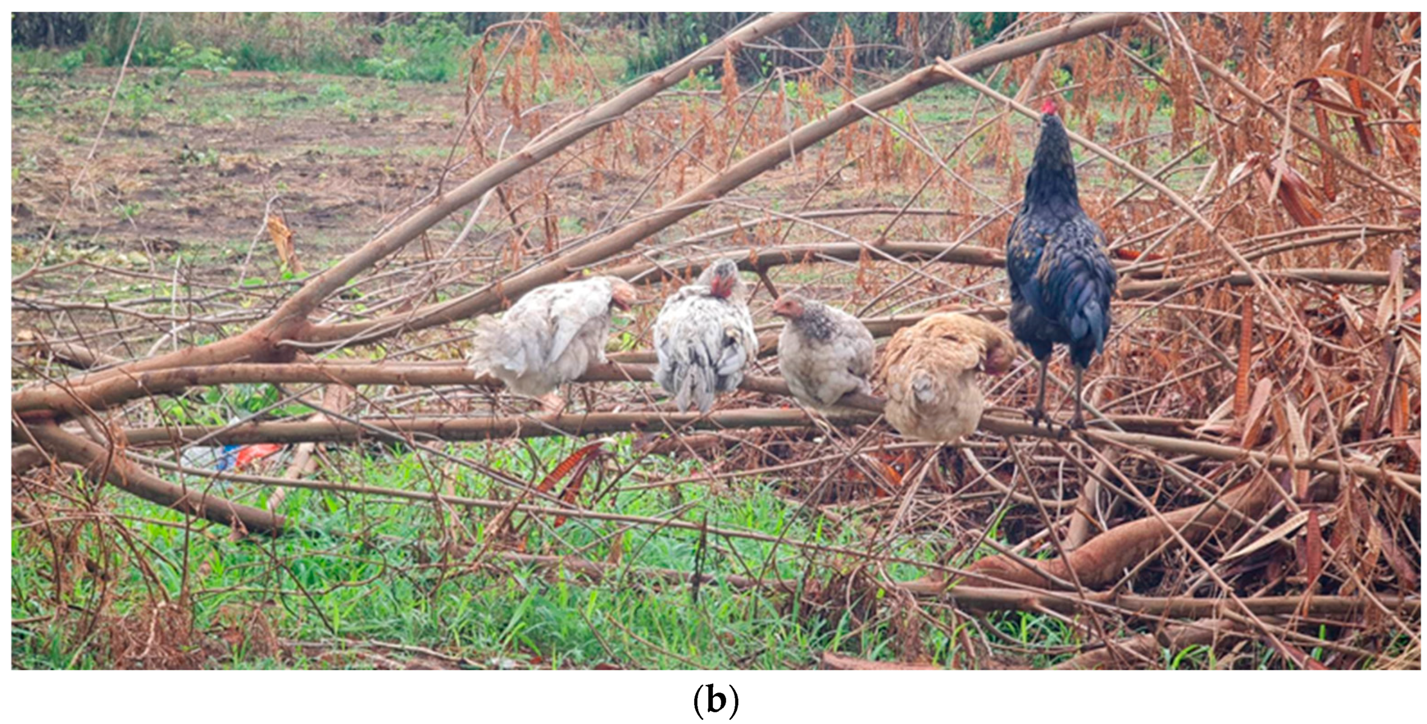 Poultry 03 00013 g001b