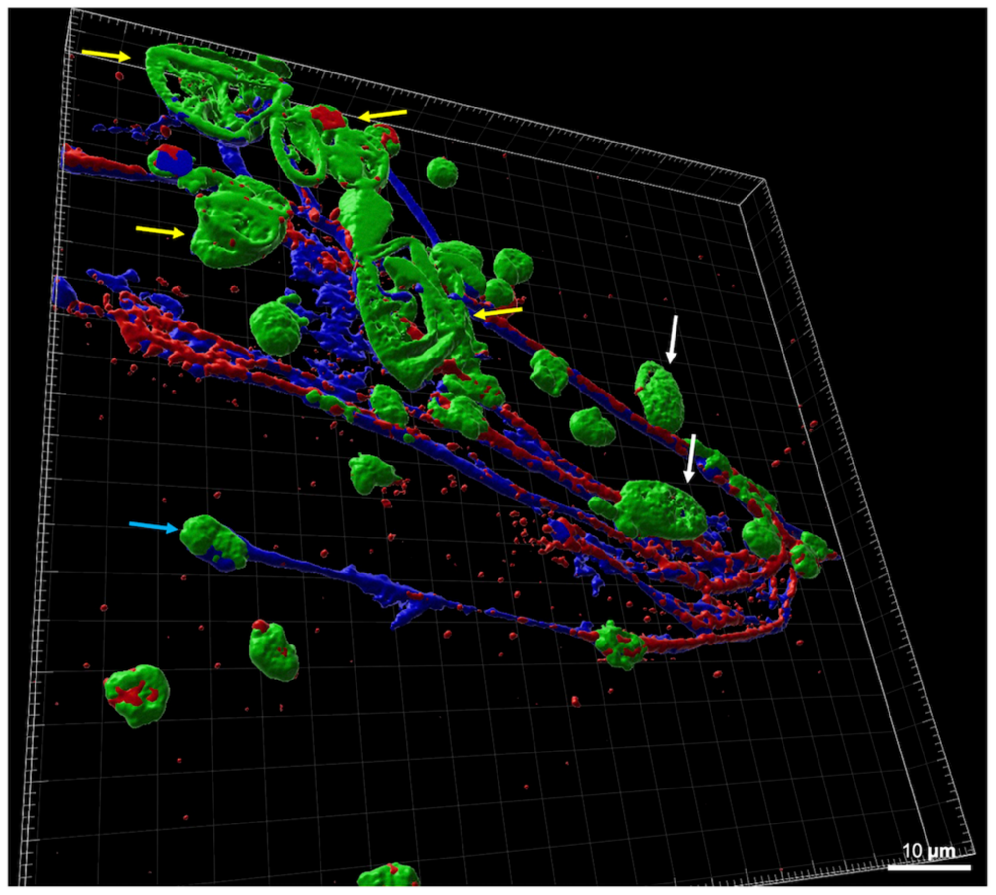 Poultry 03 00024 g003 Poultry 03 00024 g003