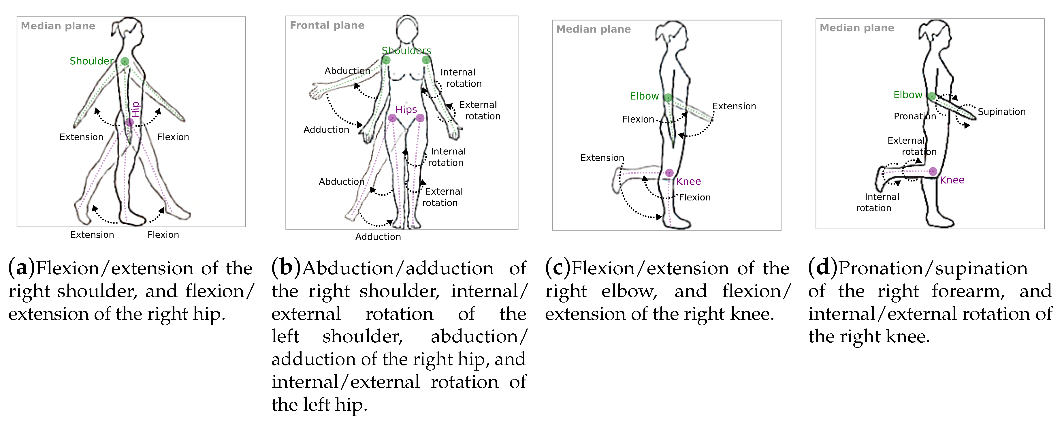 a) The abduction, adduction, flexion, extension, pronation and