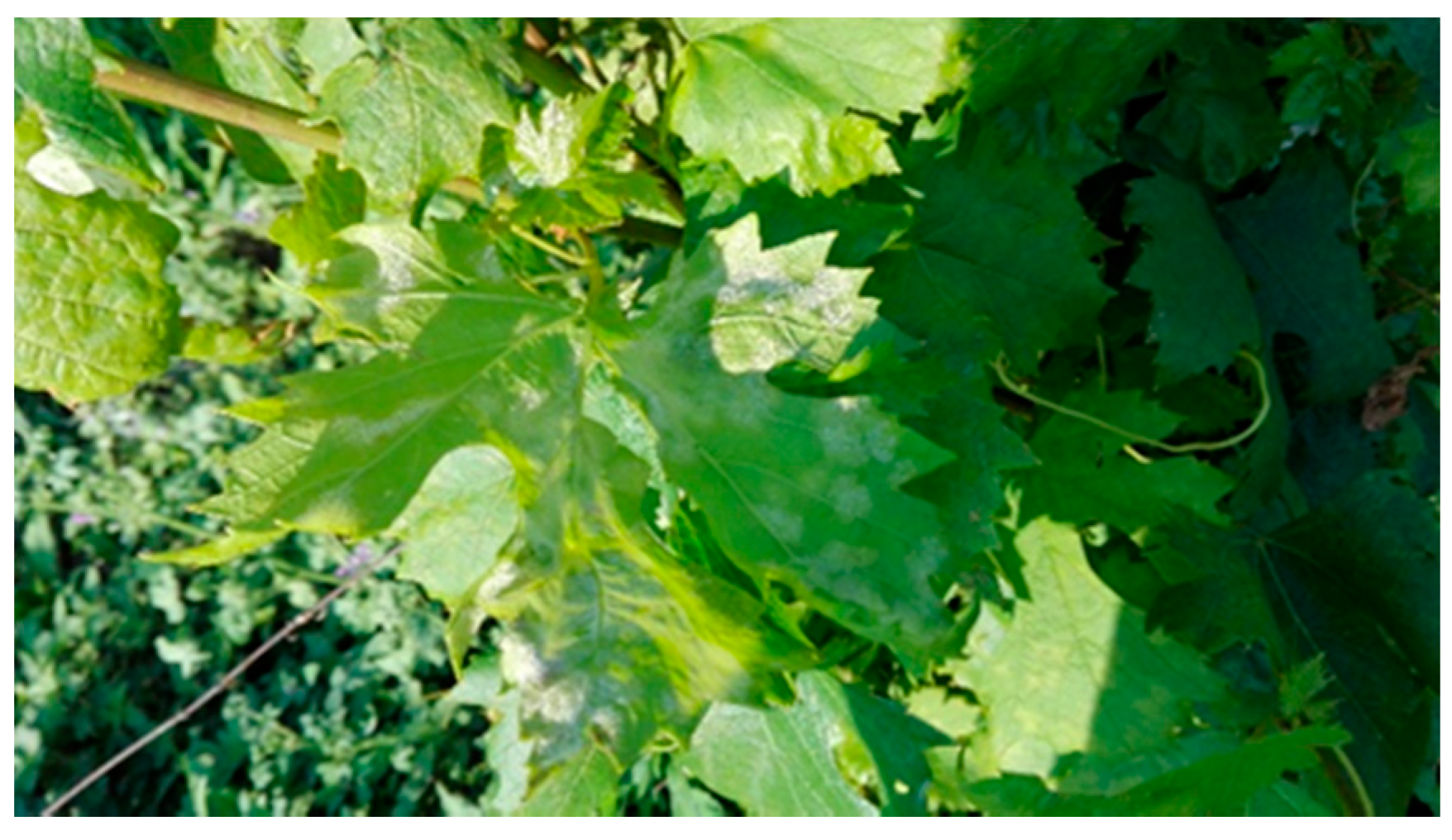 Proceedings 29 00031 g001