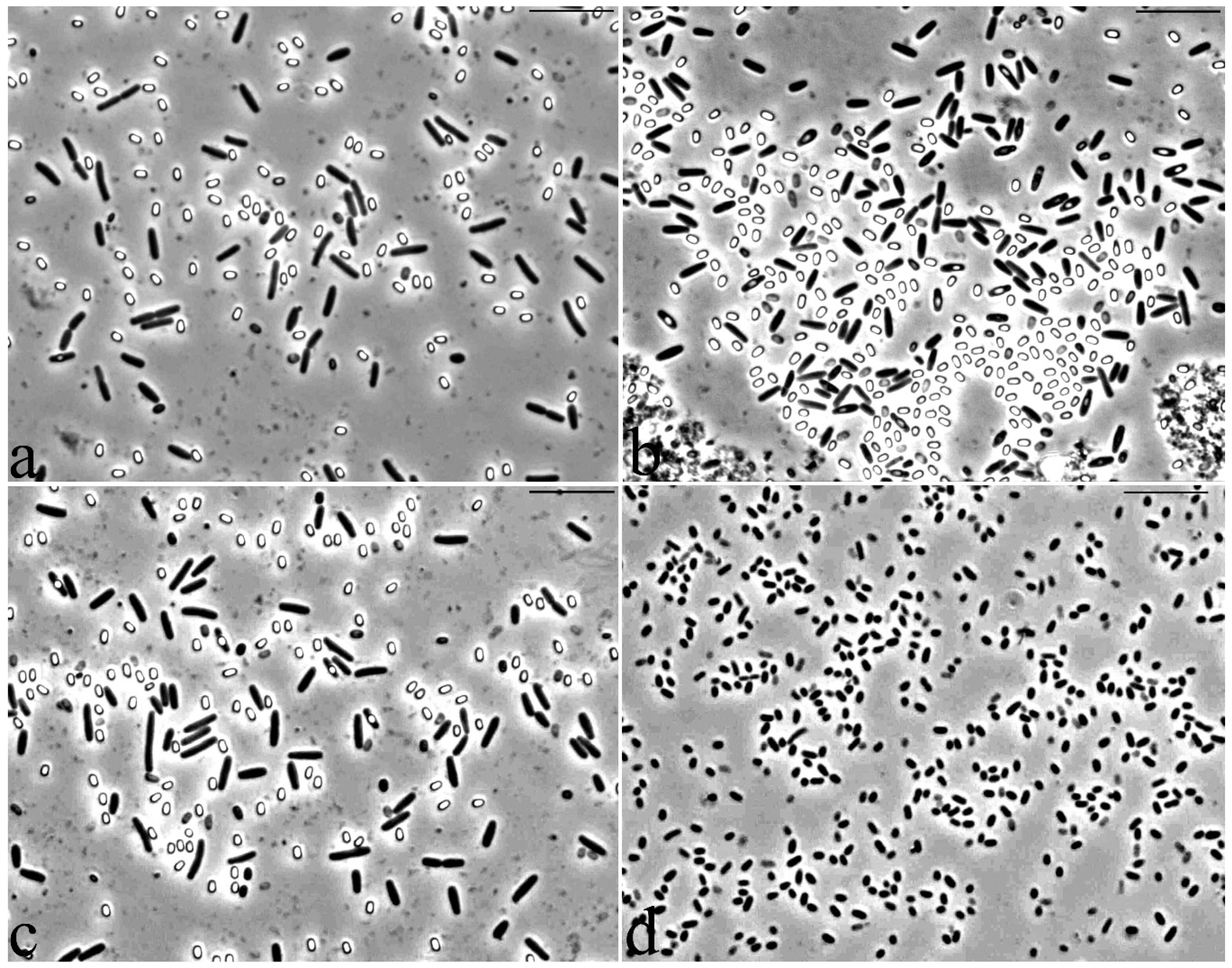 Proceedings 66 00002 g001 Proceedings 66 00002 g001