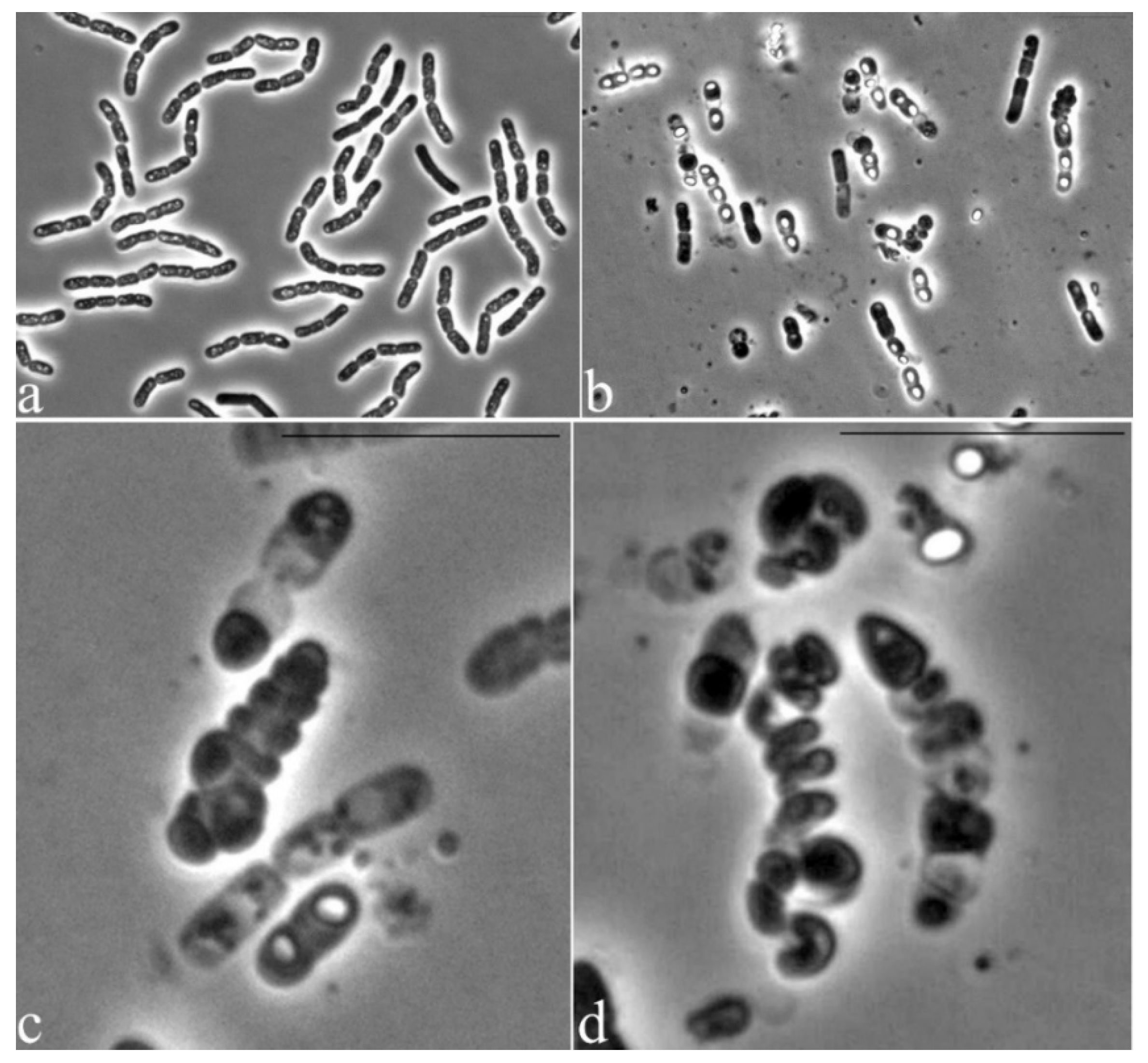 Proceedings 66 00002 g002 Proceedings 66 00002 g002