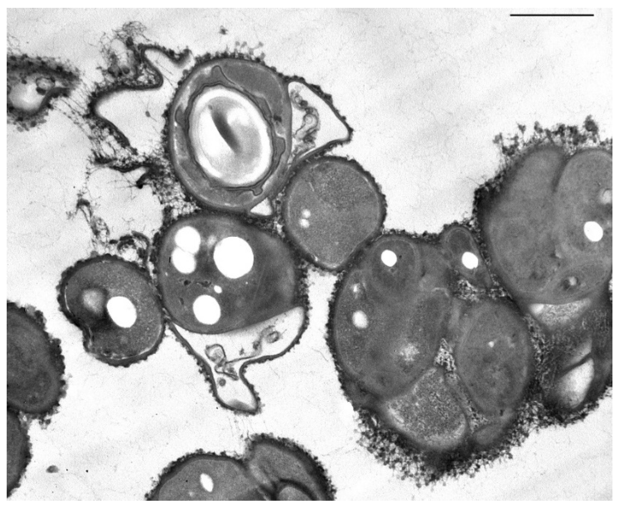 Proceedings 66 00002 g003 Proceedings 66 00002 g003
