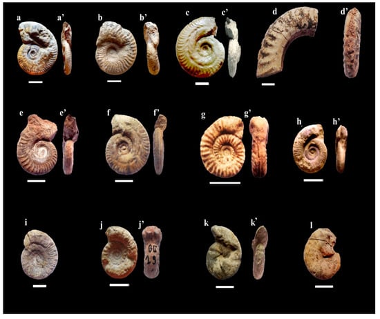 Micromorphs: Response Of The Ammonite Fauna During The Toarcian Oceanic ...