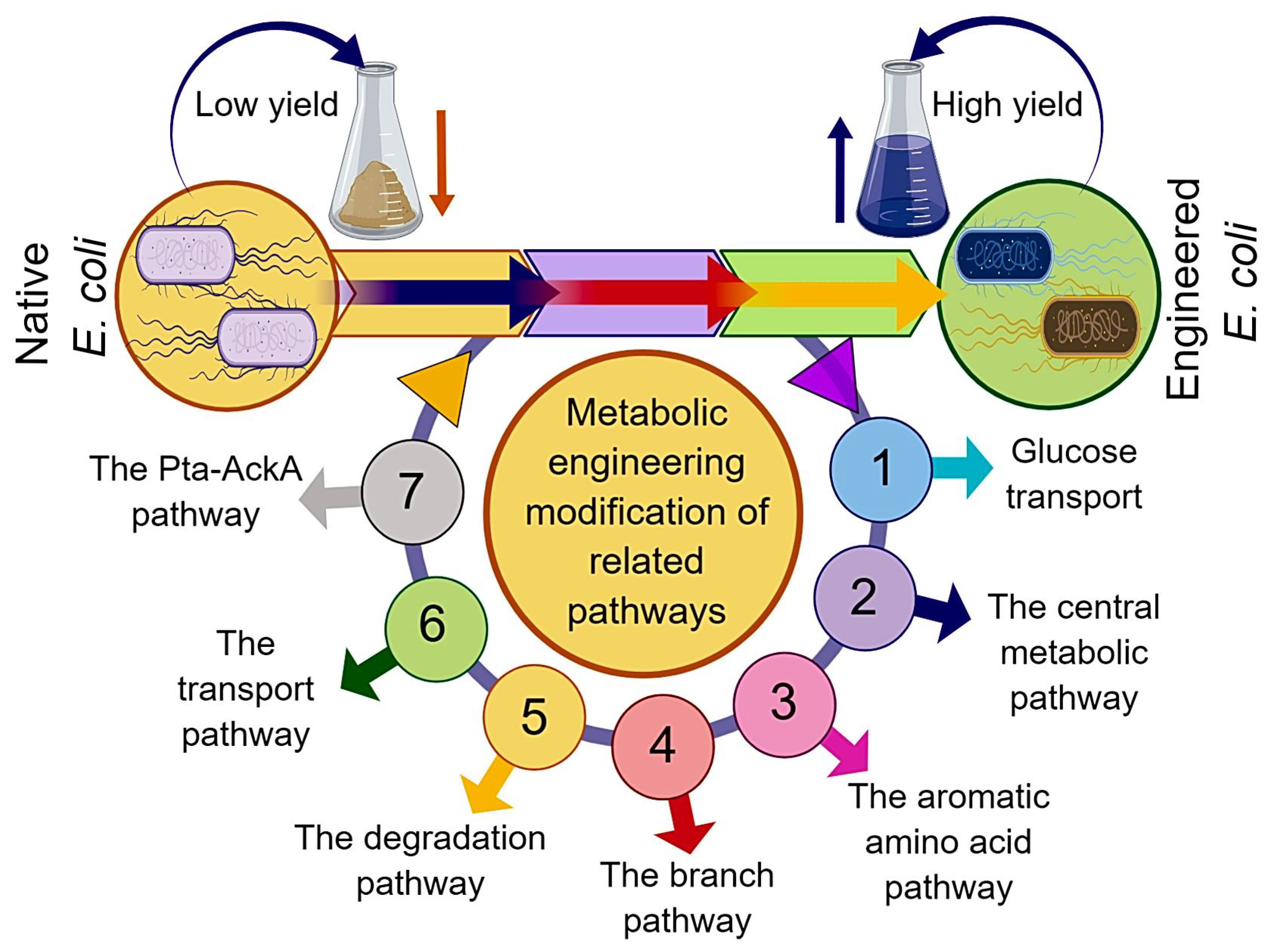 Processes | Free Full-Text | Metabolic Engineering and Fermentation Process  Strategies for L-Tryptophan Production by Escherichia coli