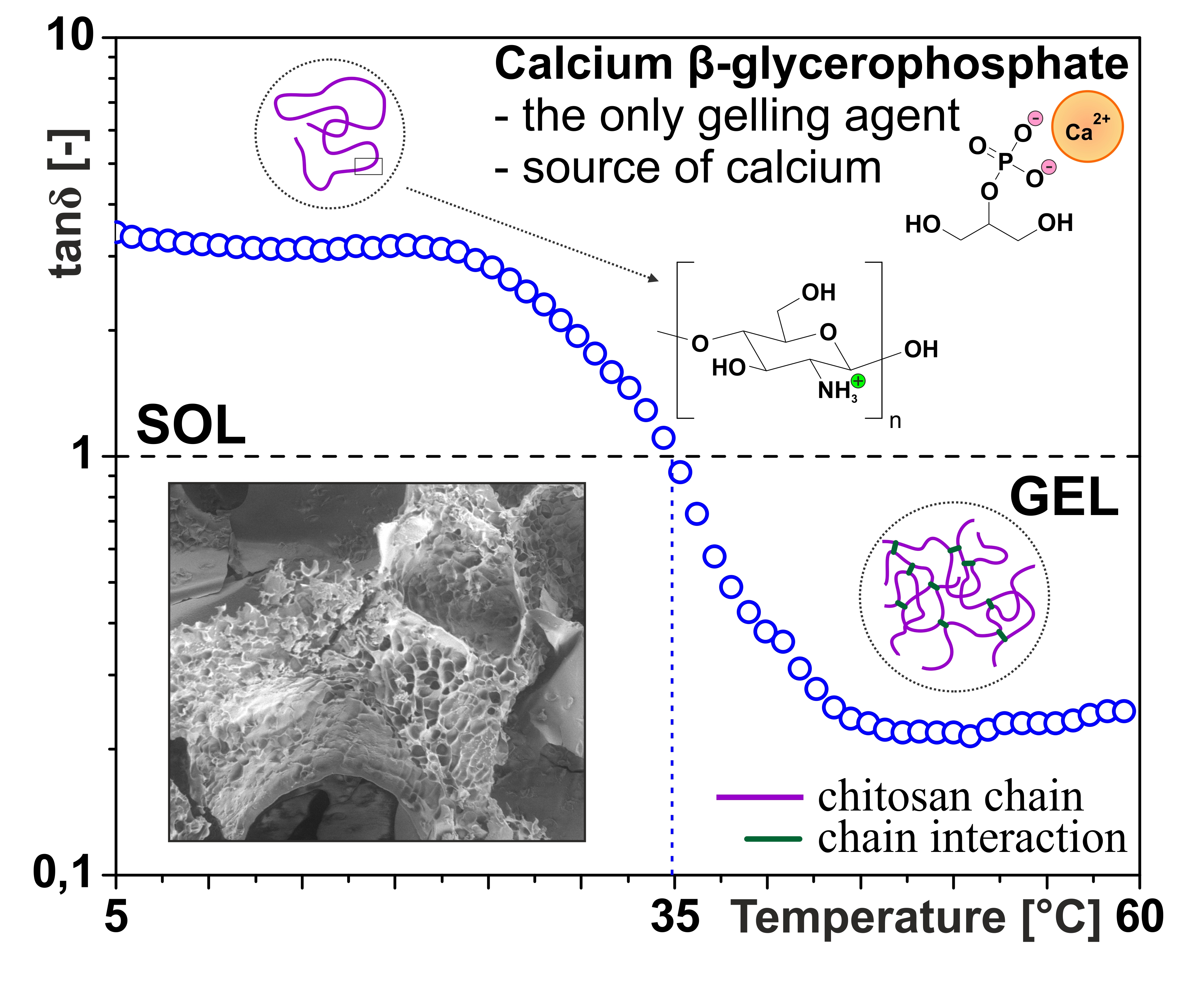 Processes Free Full Text Injectable Chitosan Scaffolds With Calcium B Glycerophosphate As The Only Neutralizing Agent Html