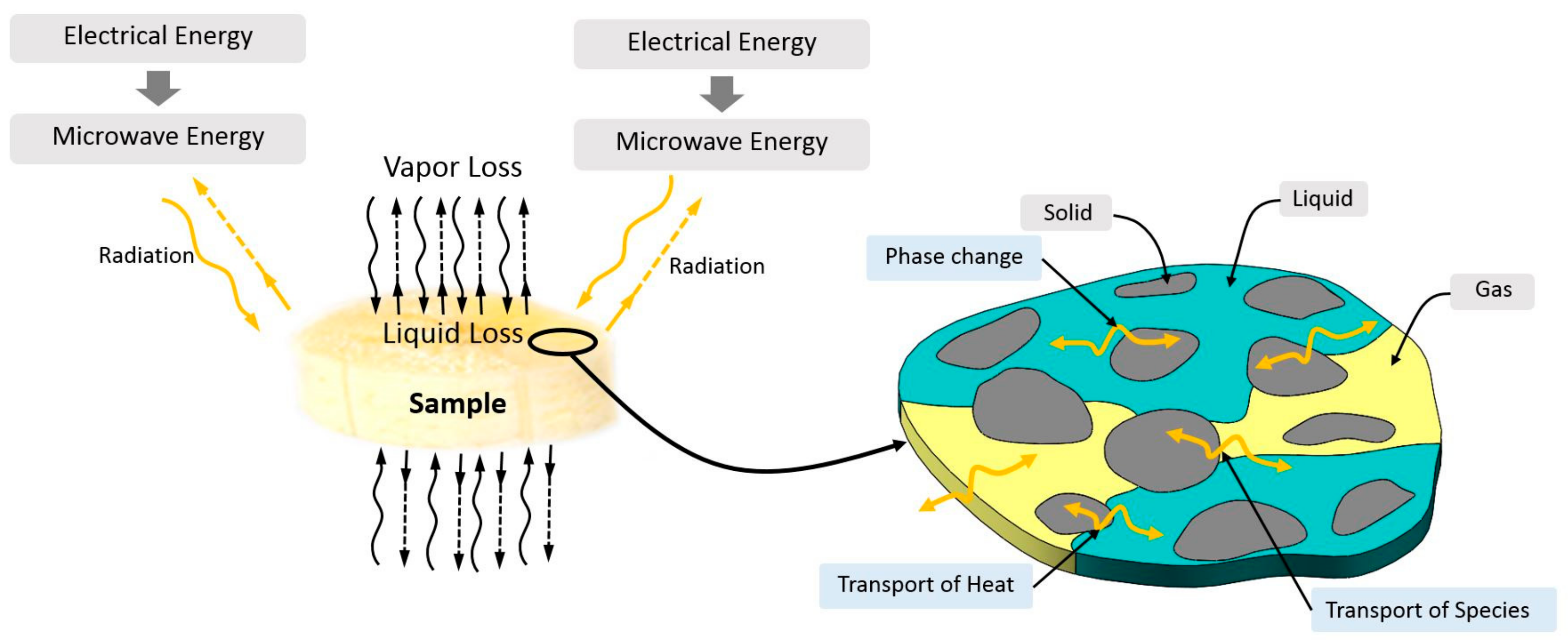 Processes Free Full Text Investigation Of Heat And Moisture Transport In Bananas During Microwave Heating Process Html