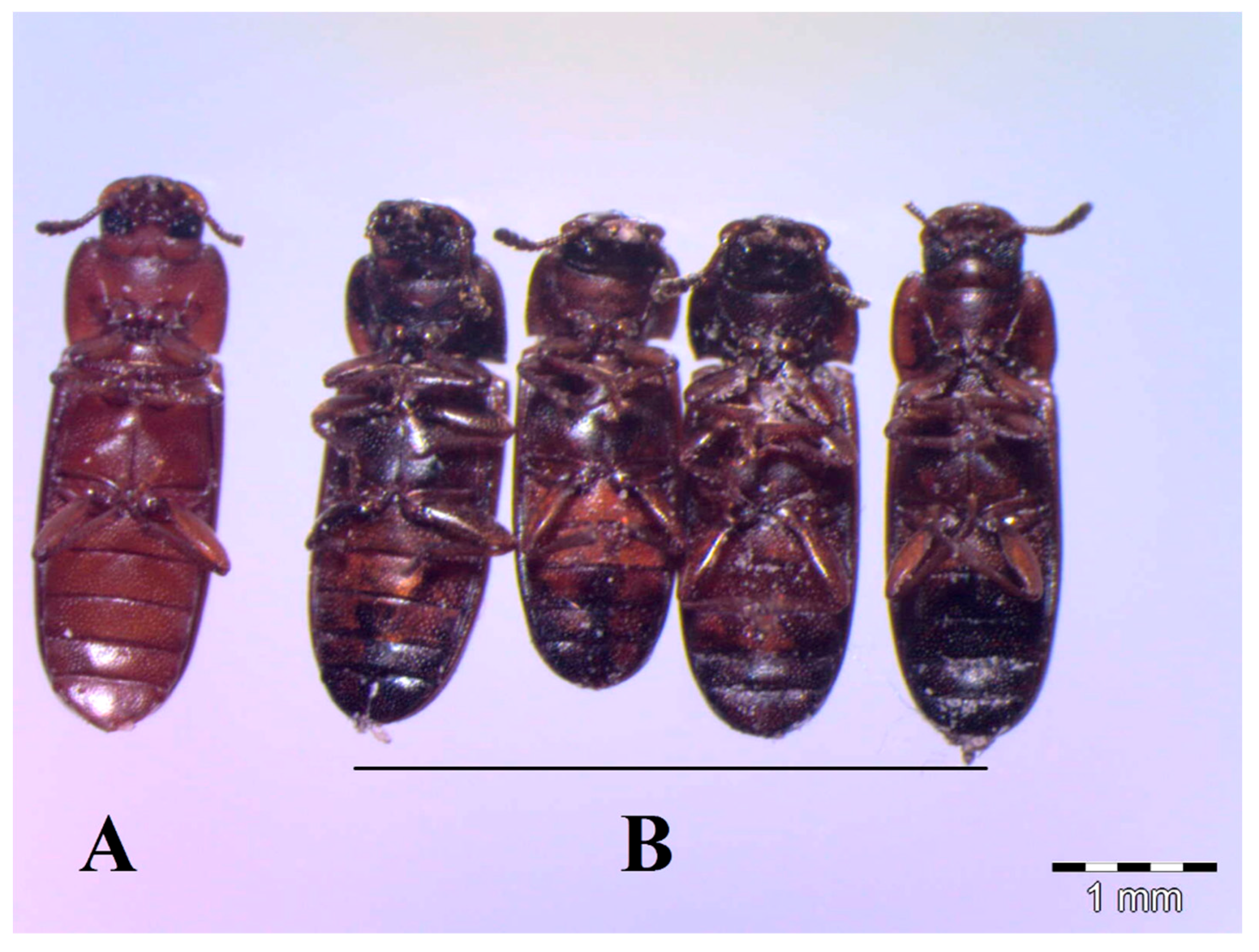 Processes Free Full Text Toxicological Activity Of Some Plant Essential Oils Against Tribolium Castaneum And Culex Pipiens Larvae Html