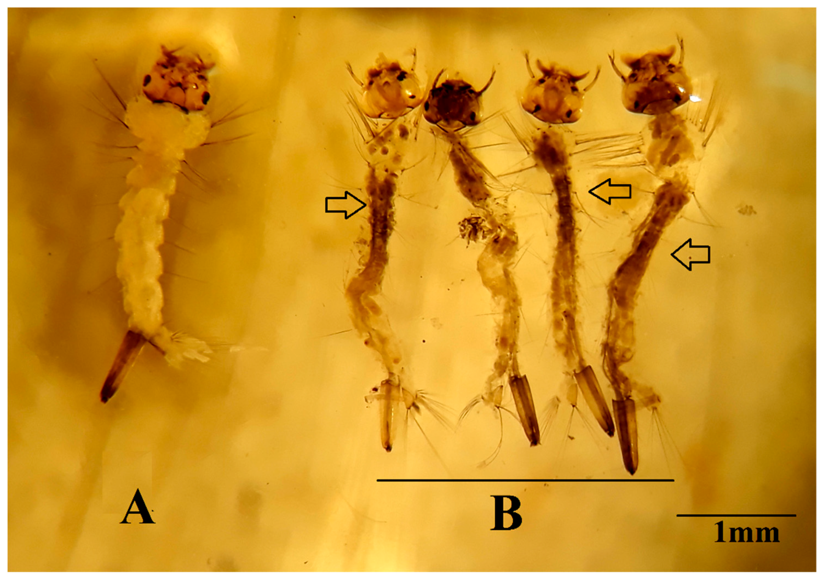 EUCALYTOV - Répulsif Martre, fouine, serpent - Biocinov