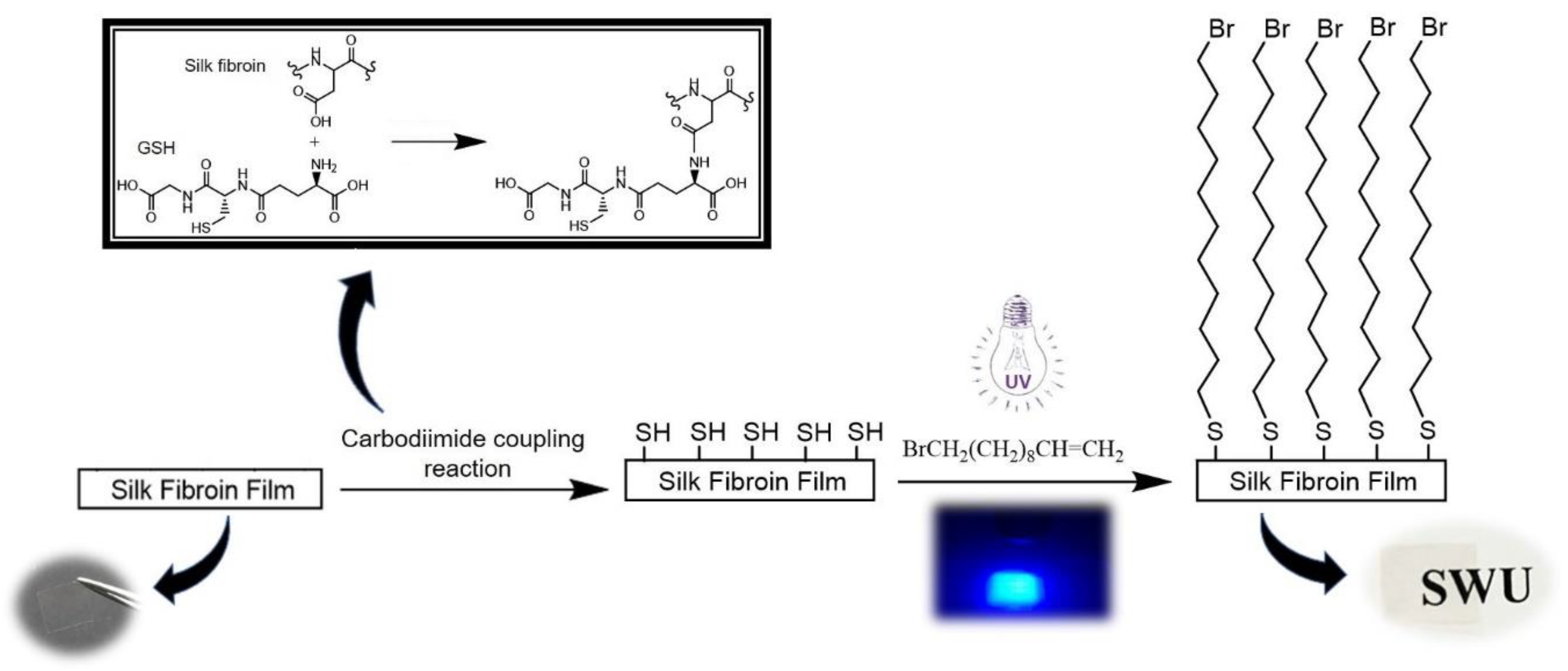 Click” Reaction-Mediated Silk Fibroin-Functionalized Thiol