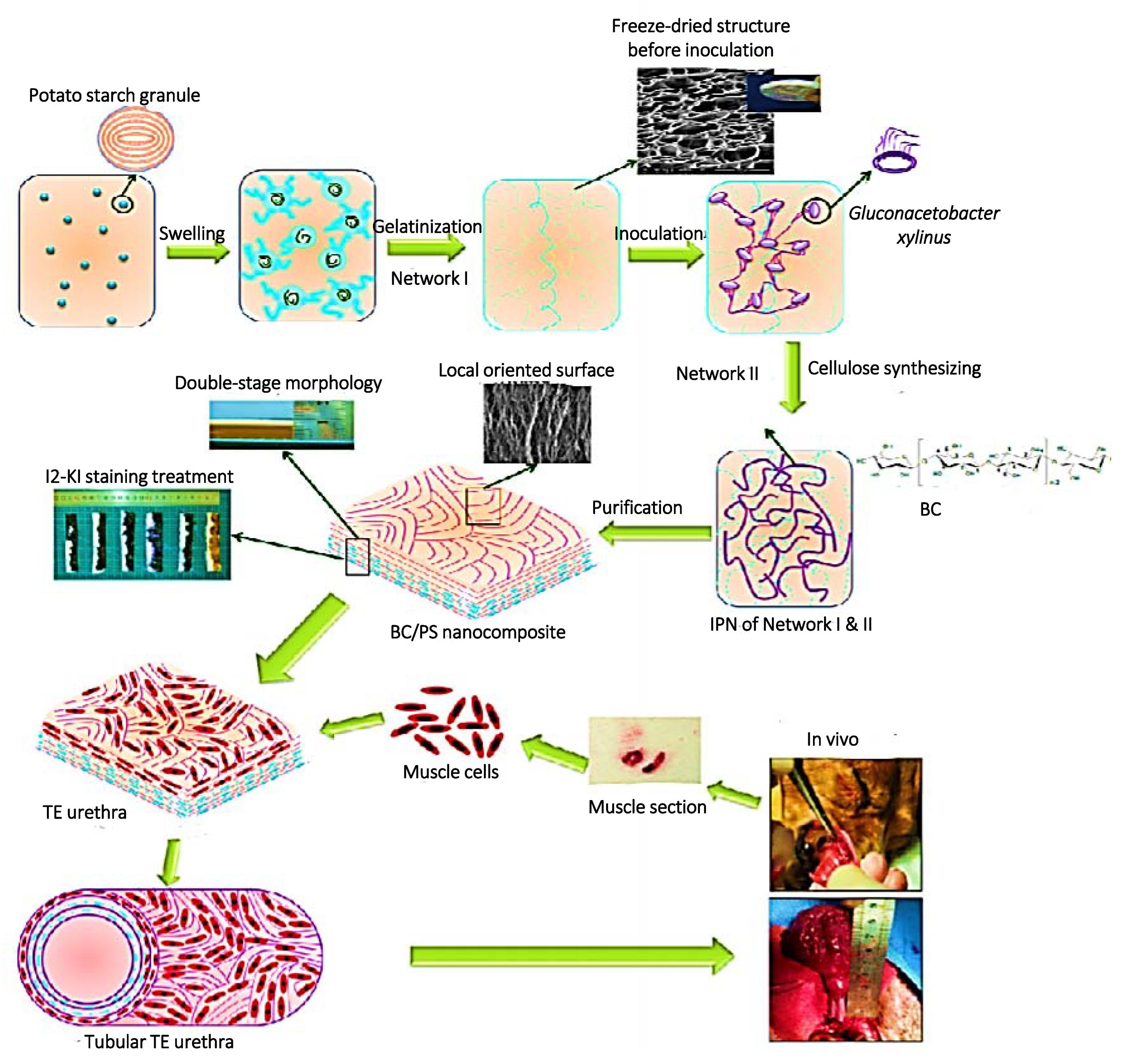 Целлюлоза бактерии. Бактериальная Целлюлоза. Bacterial Cellulose Scaffold. Producers of bacterial Cellulose. Komagataeibacter xylinus.