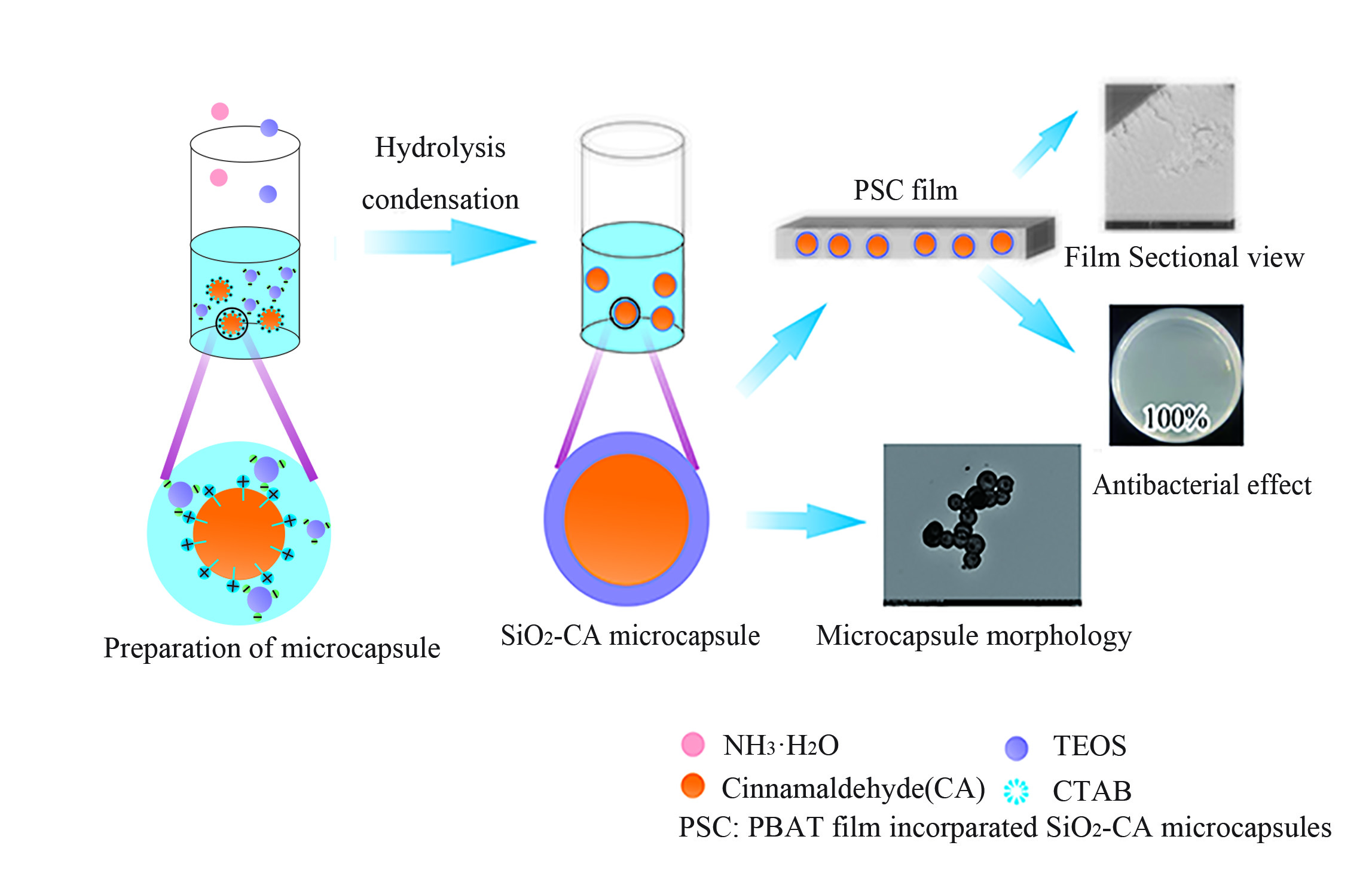 Processes | Free Full-Text | Preparation of Long-Term Antibacterial  SiO2-Cinnamaldehyde Microcapsule via Sol-Gel Approach as a Functional  Additive for PBAT Film