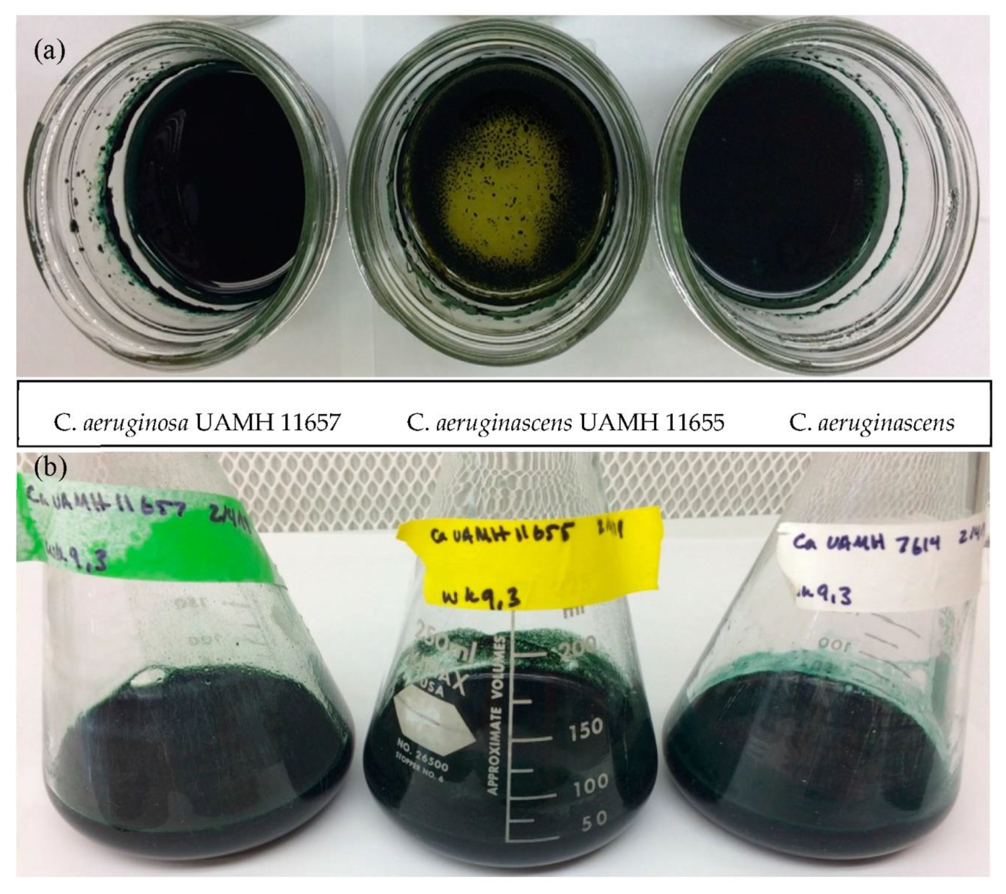 Processes Free Full Text Optimizing Xylindein From Chlorociboria Spp For Opto Electronic Applications Html