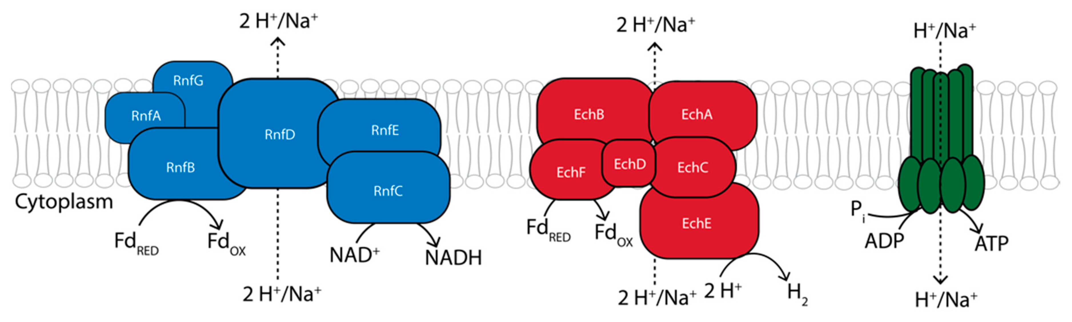 Microbial synthesis of medium-chain chemicals from renewables