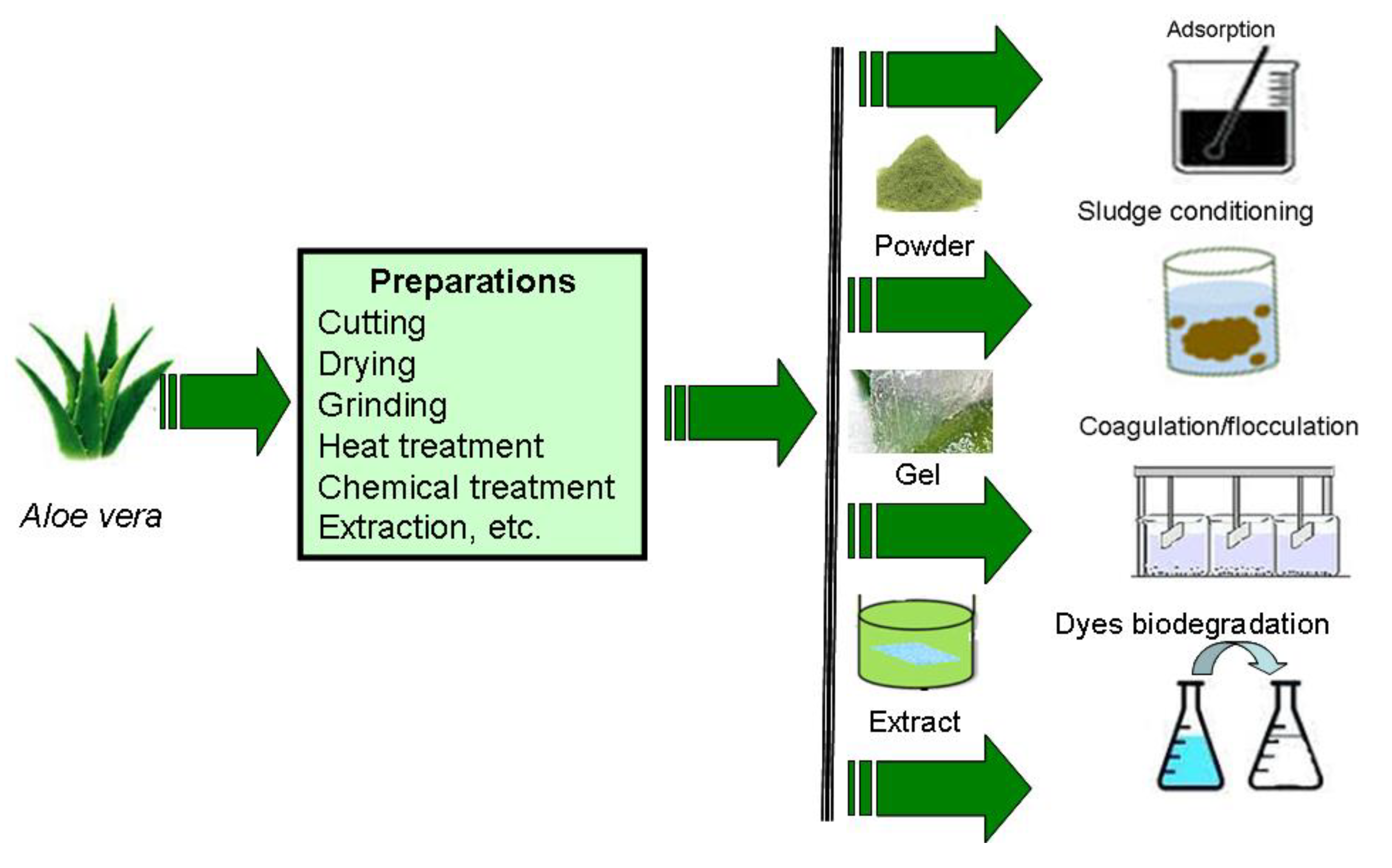 Processes | Free Full-Text | Aloe vera as Promising Material for Water  Treatment: A Review