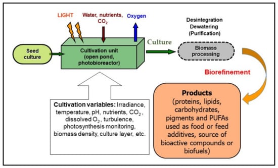 inputs and outputs of the two stages of photosynthesis