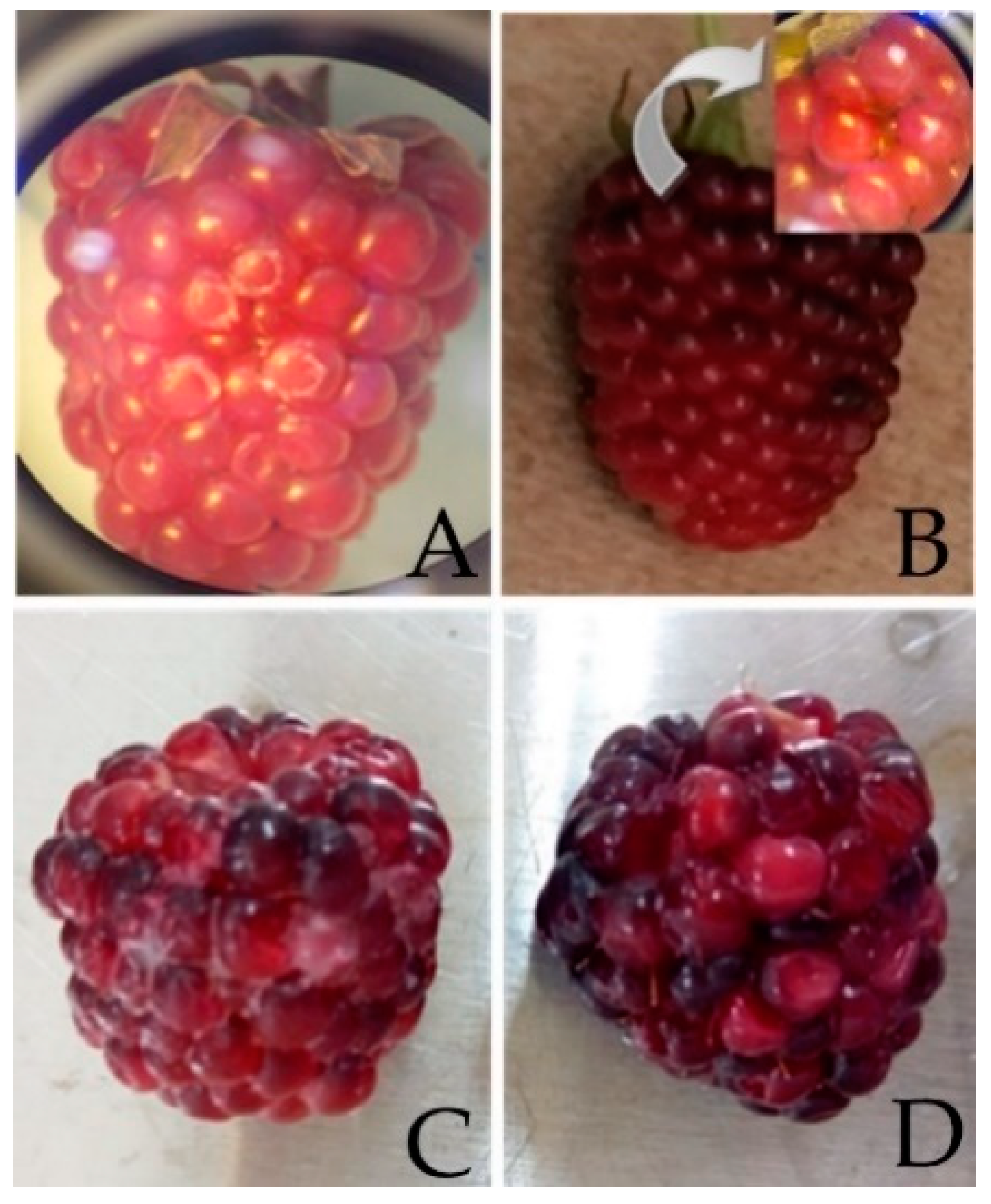 Processes | Free Full-Text | Aloe Vera Gel Edible Coating for Shelf Life  and Antioxidant Proprieties Preservation of Andean Blackberry