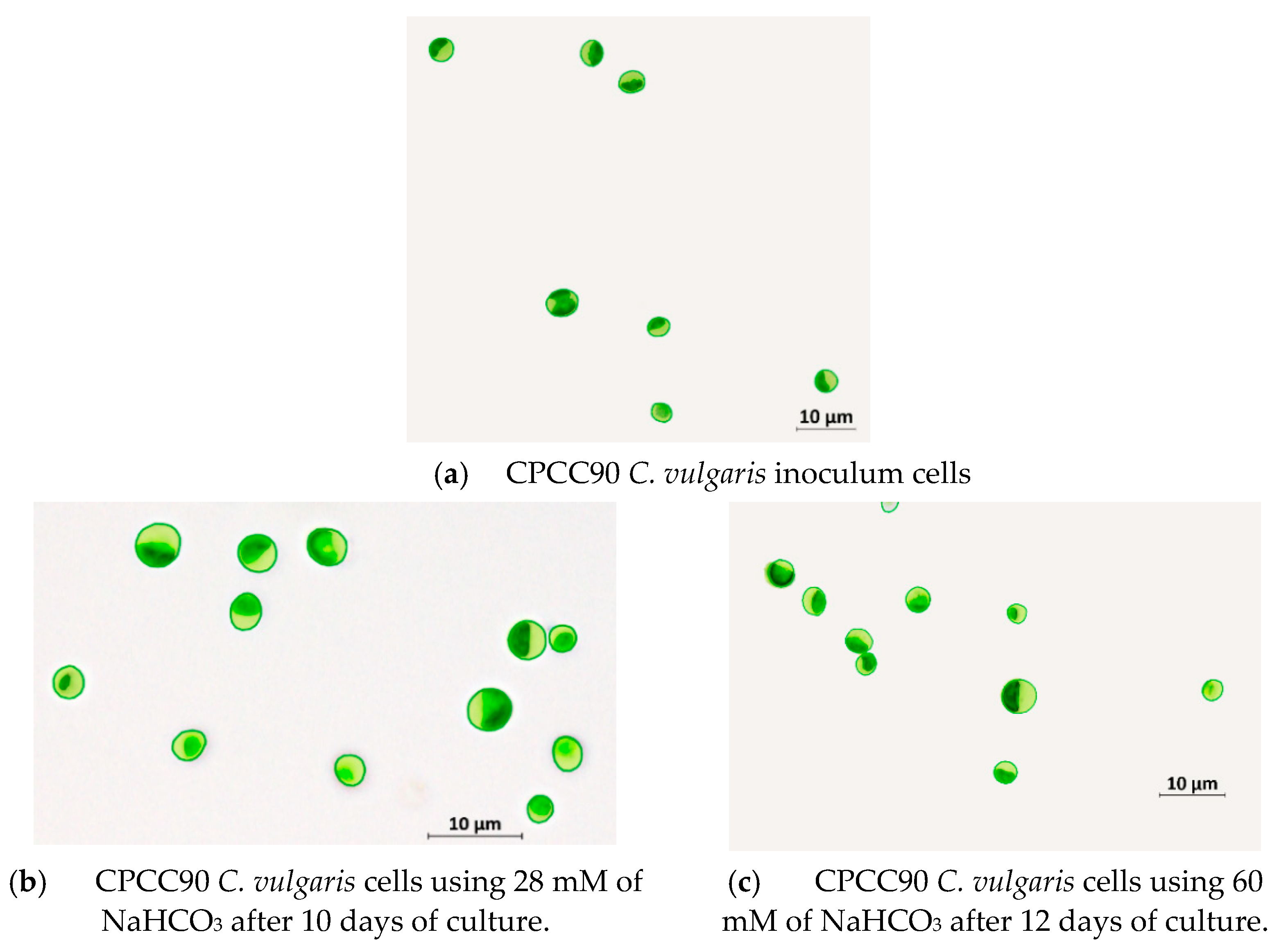 Processes 09 01296 g002