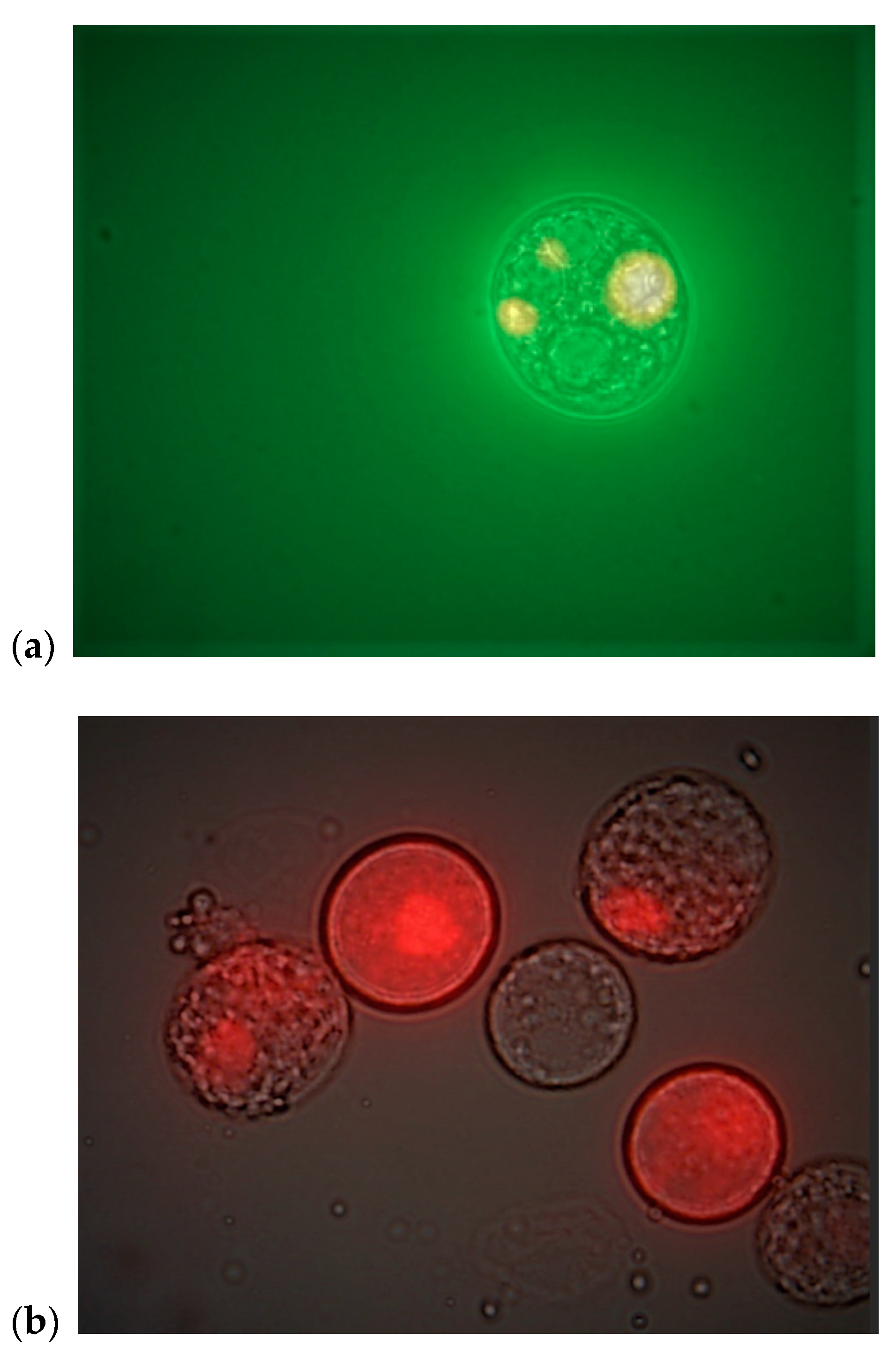 Processes 09 02005 g003
