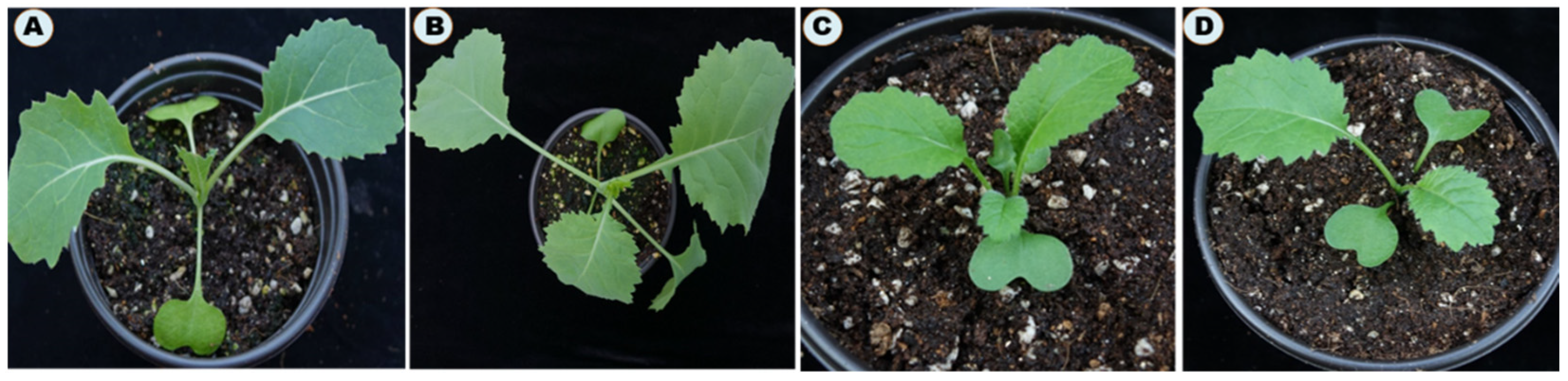 Processes 10 00240 g004
