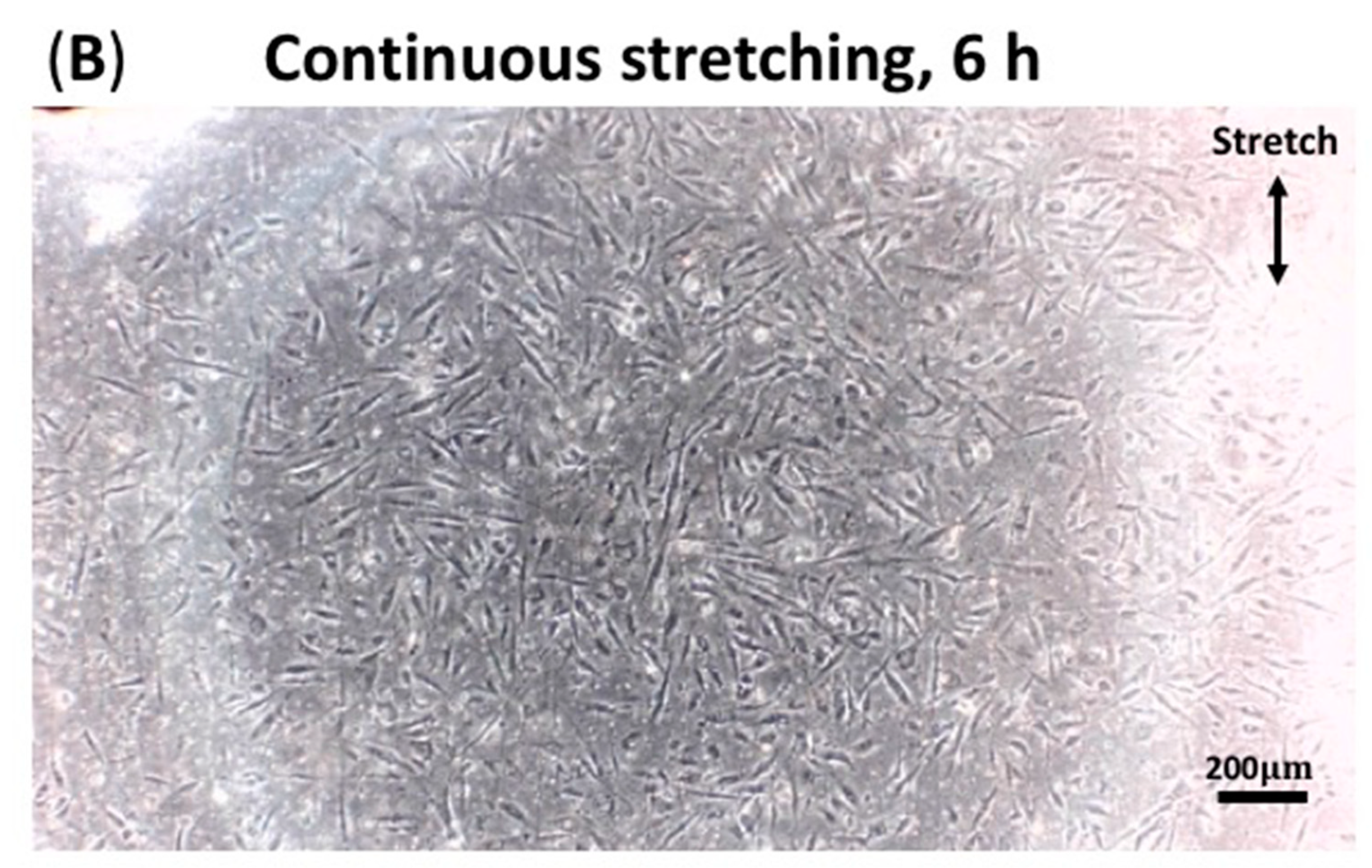 Processes | Free Full-Text | Effect of Static and Dynamic Stretching on  Corneal Fibroblast Cell | HTML