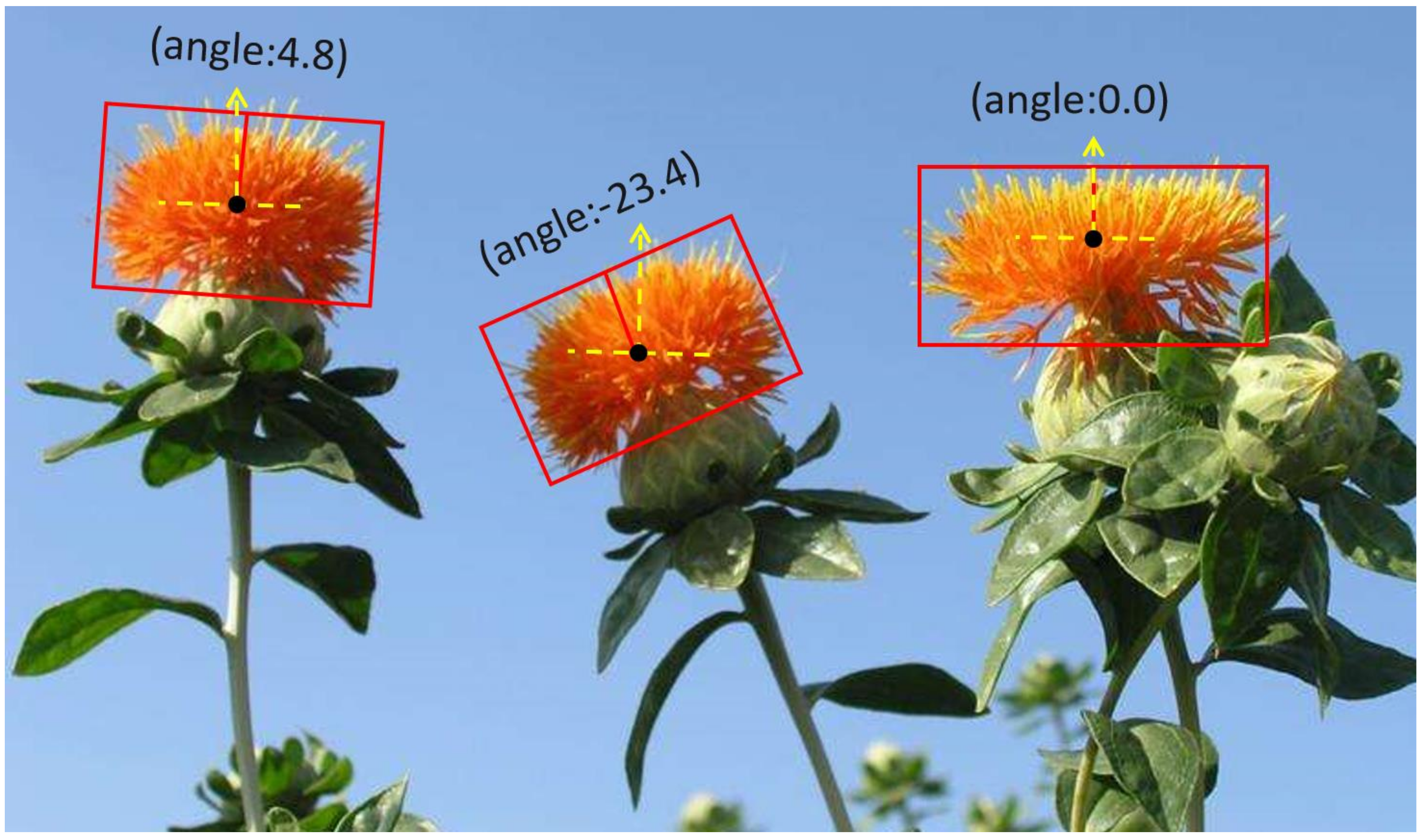 Superior Orange' Safflower