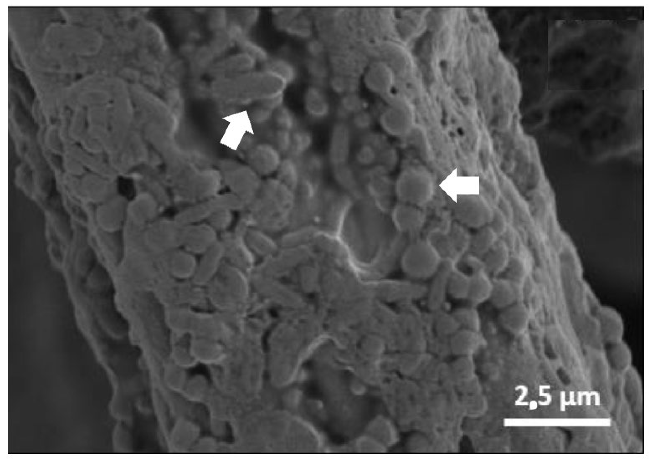 Processes 10 01552 g004