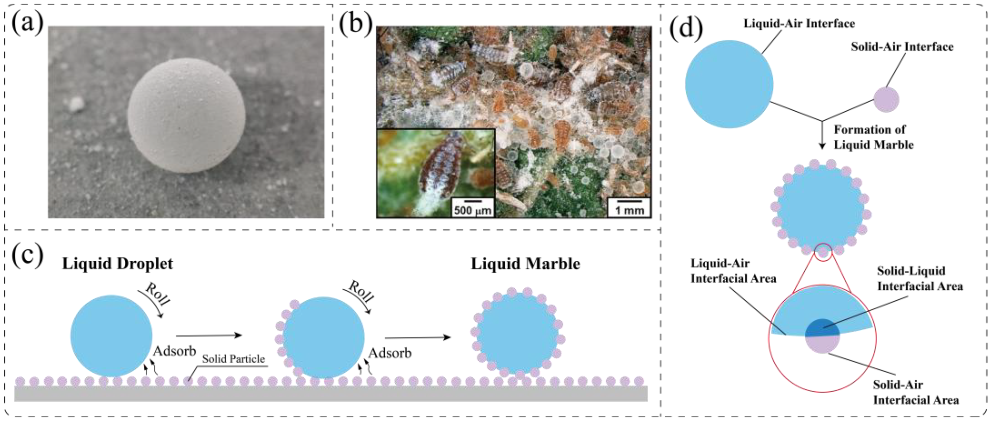 Magnetic liquid marble characteristics: a Magnetic liquid marble on