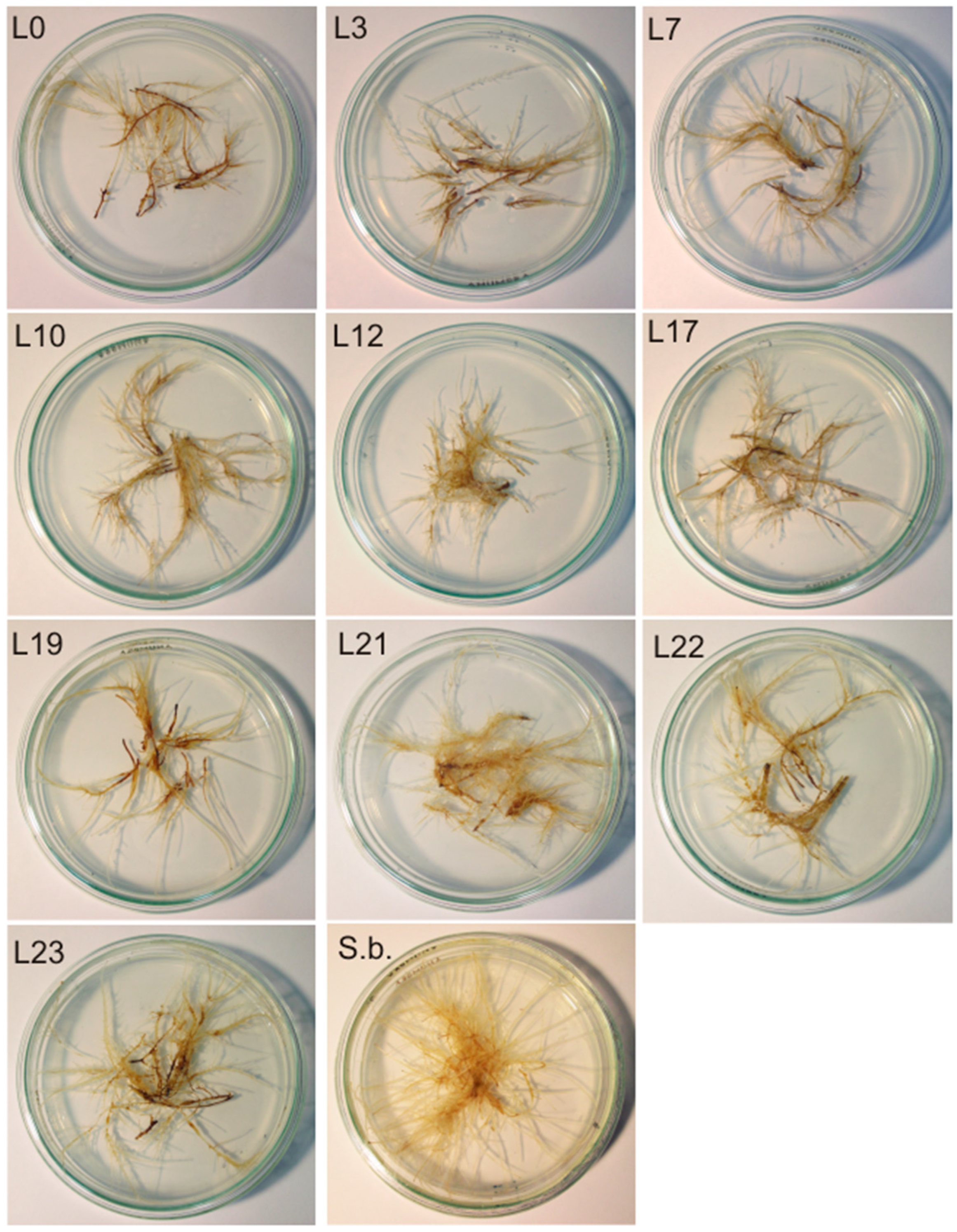 Processes 11 02102 g001